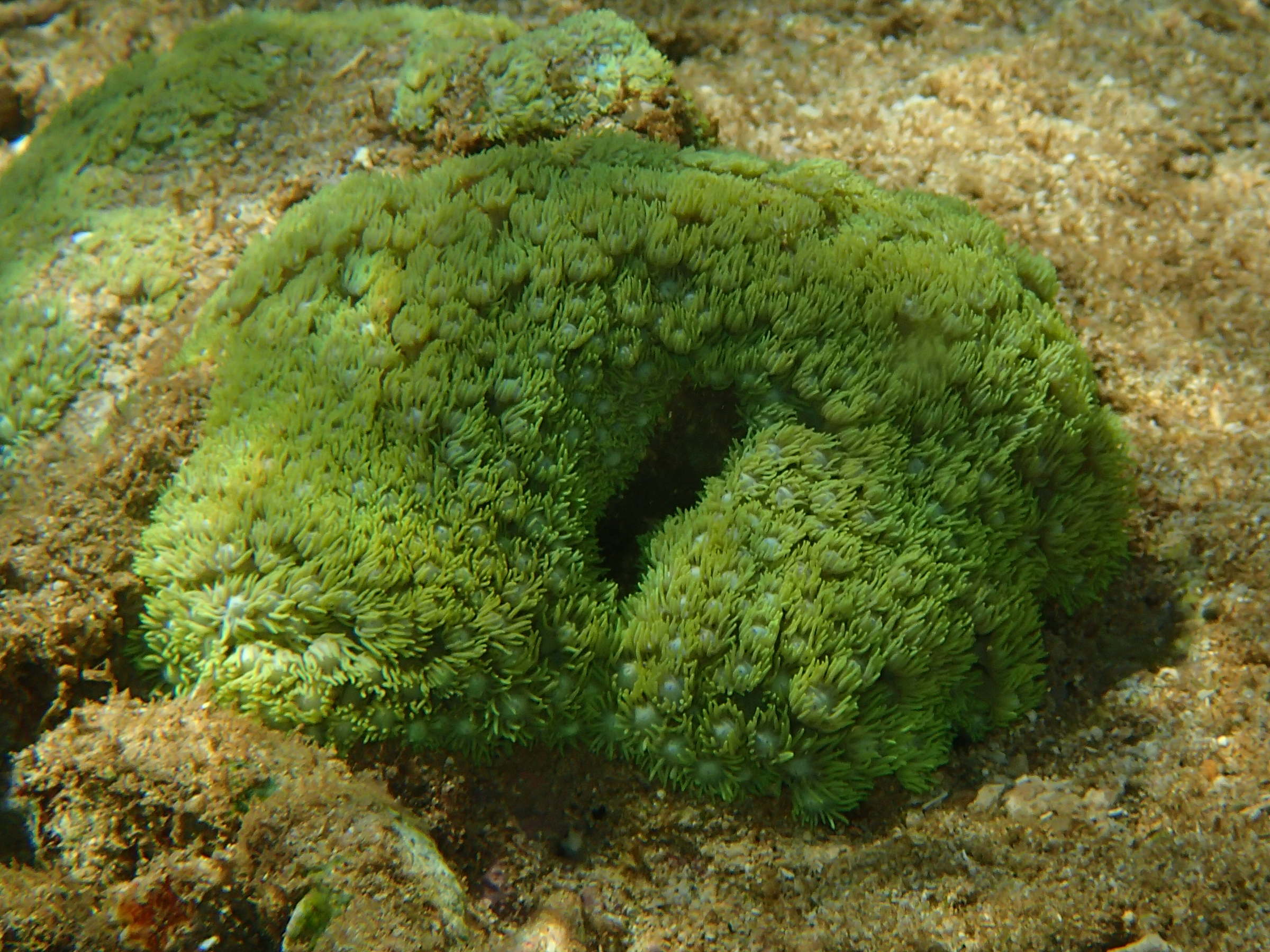 zoanthus_sansibaricus1bd