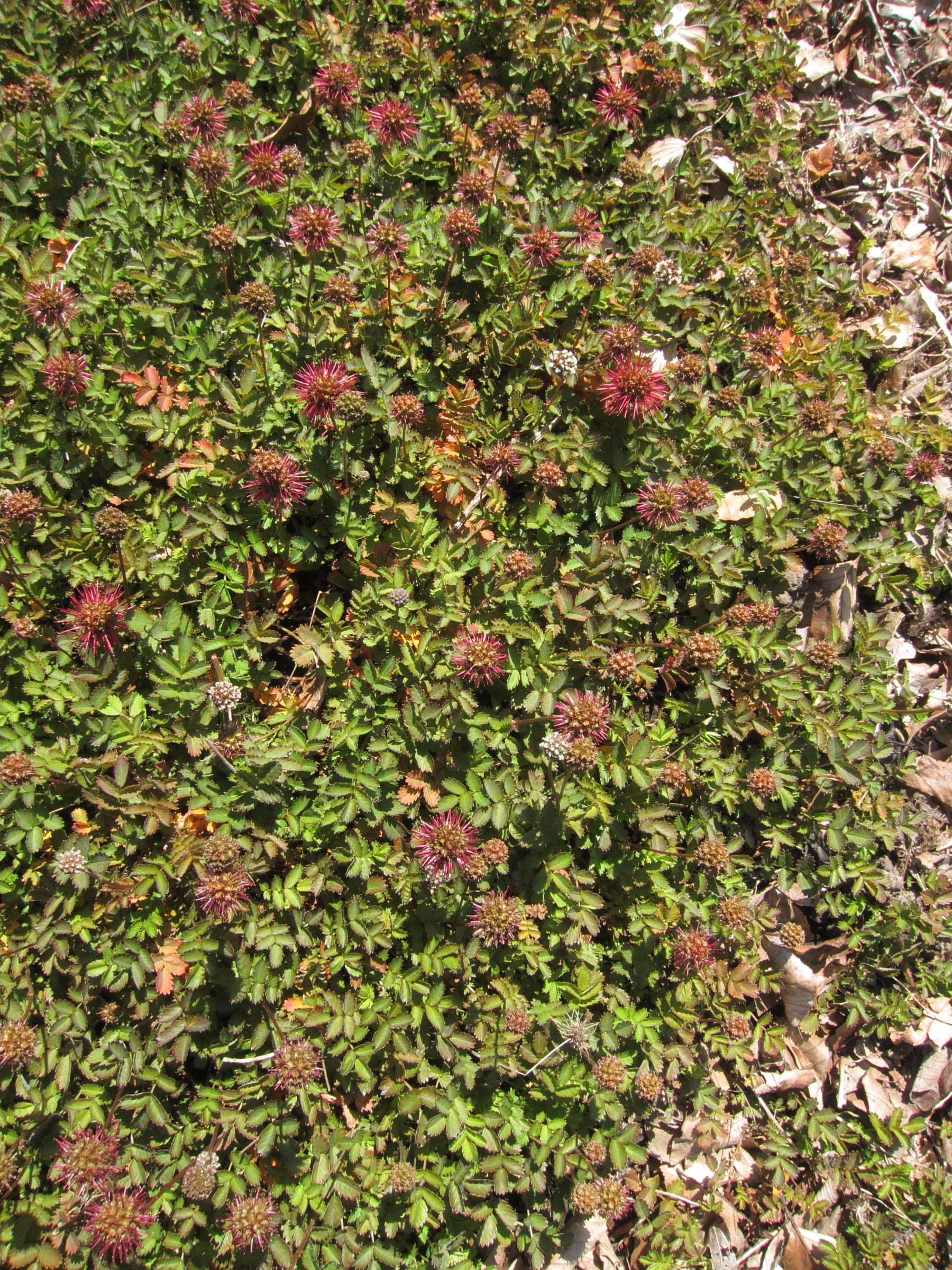 acaena_buchananii3bd