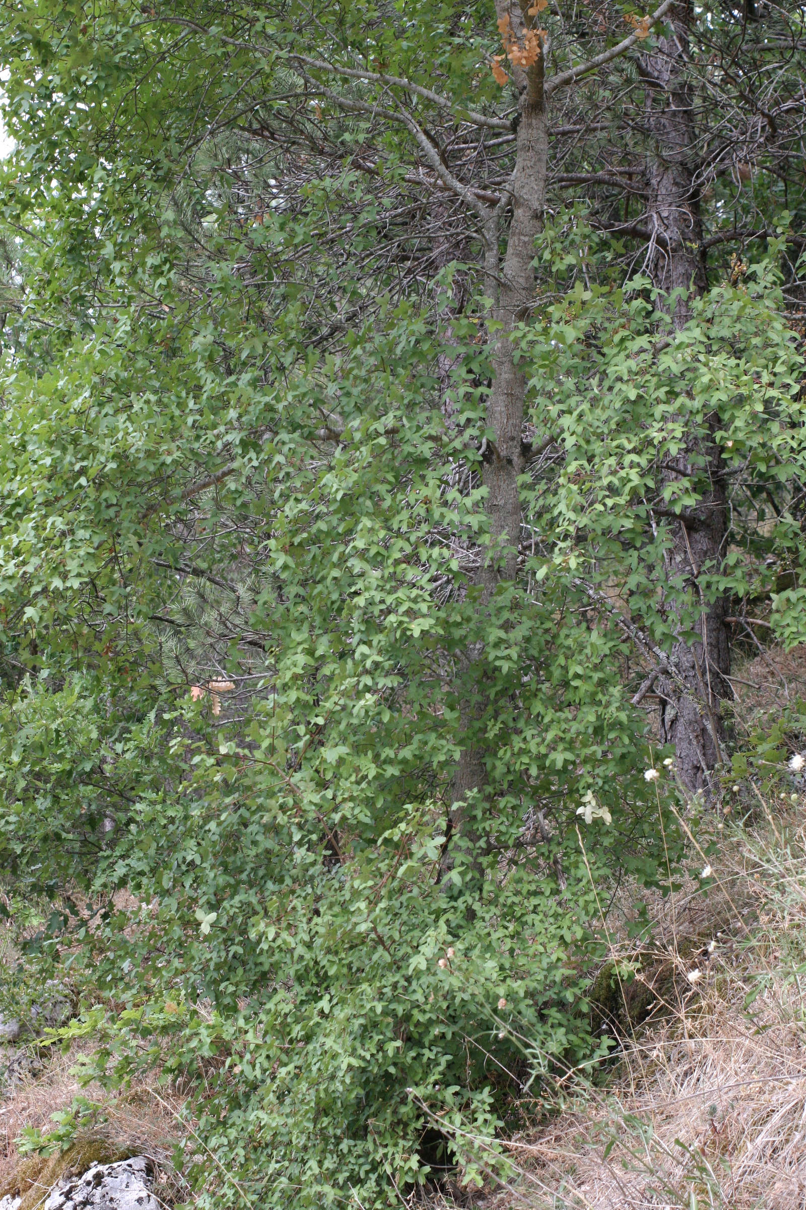 acer_monspessulanum2amd