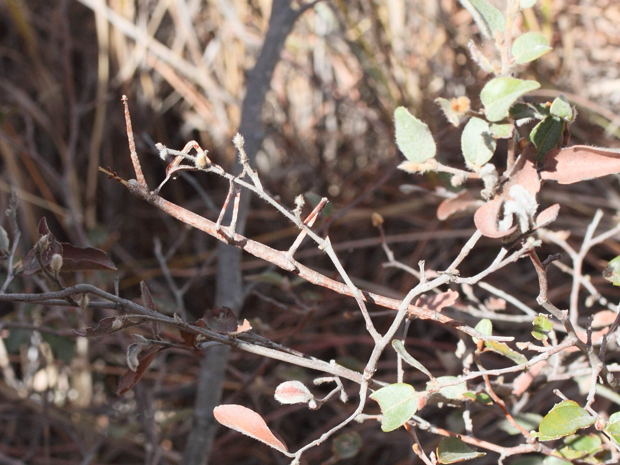 achrioptera_impennis1md