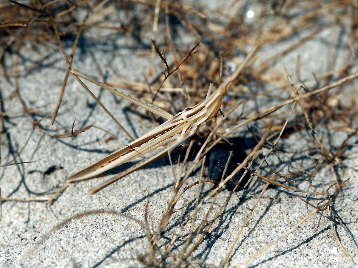 acrida_ungarica_mediterranea1md