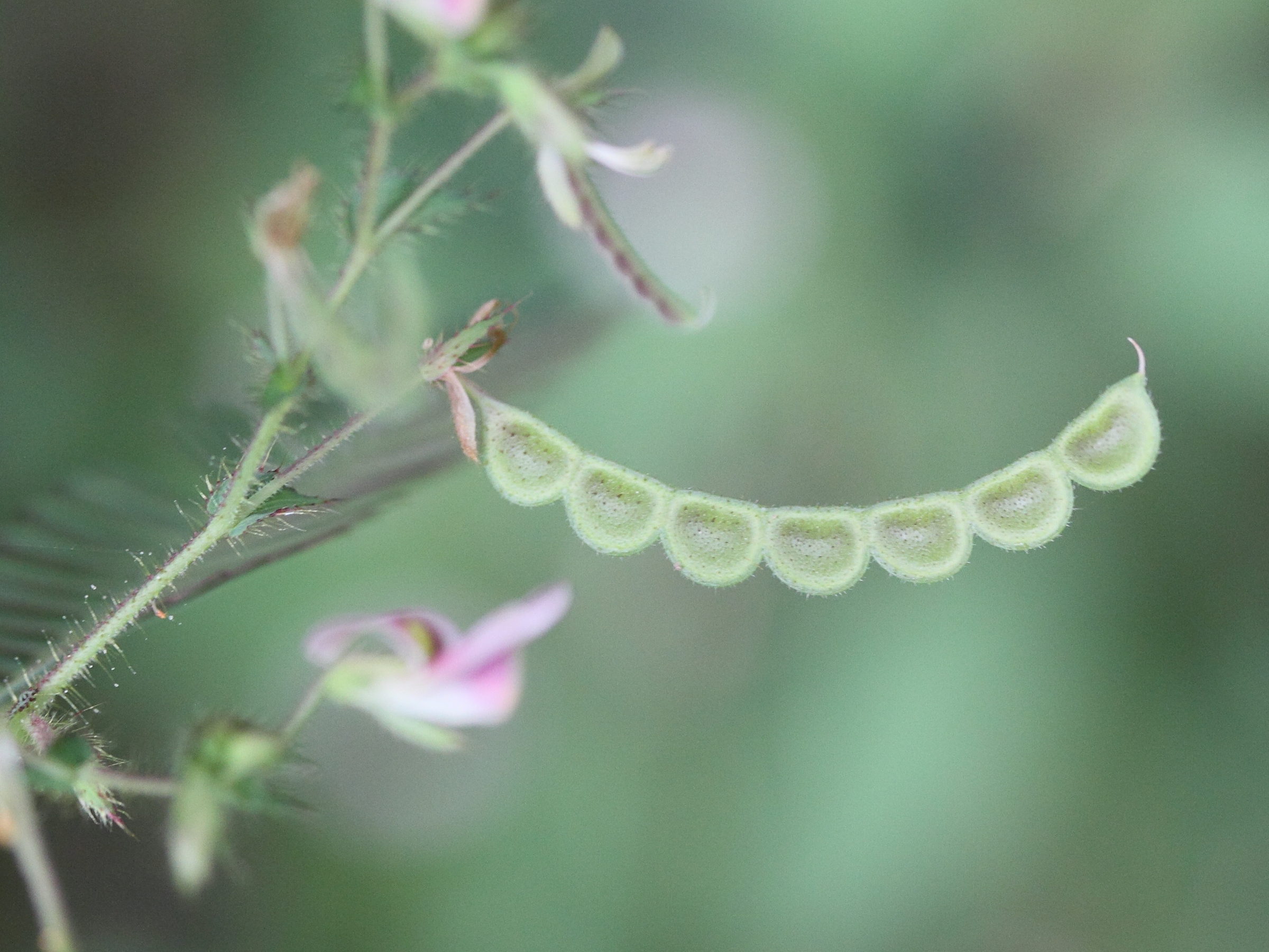 aeschynomene_indica5md