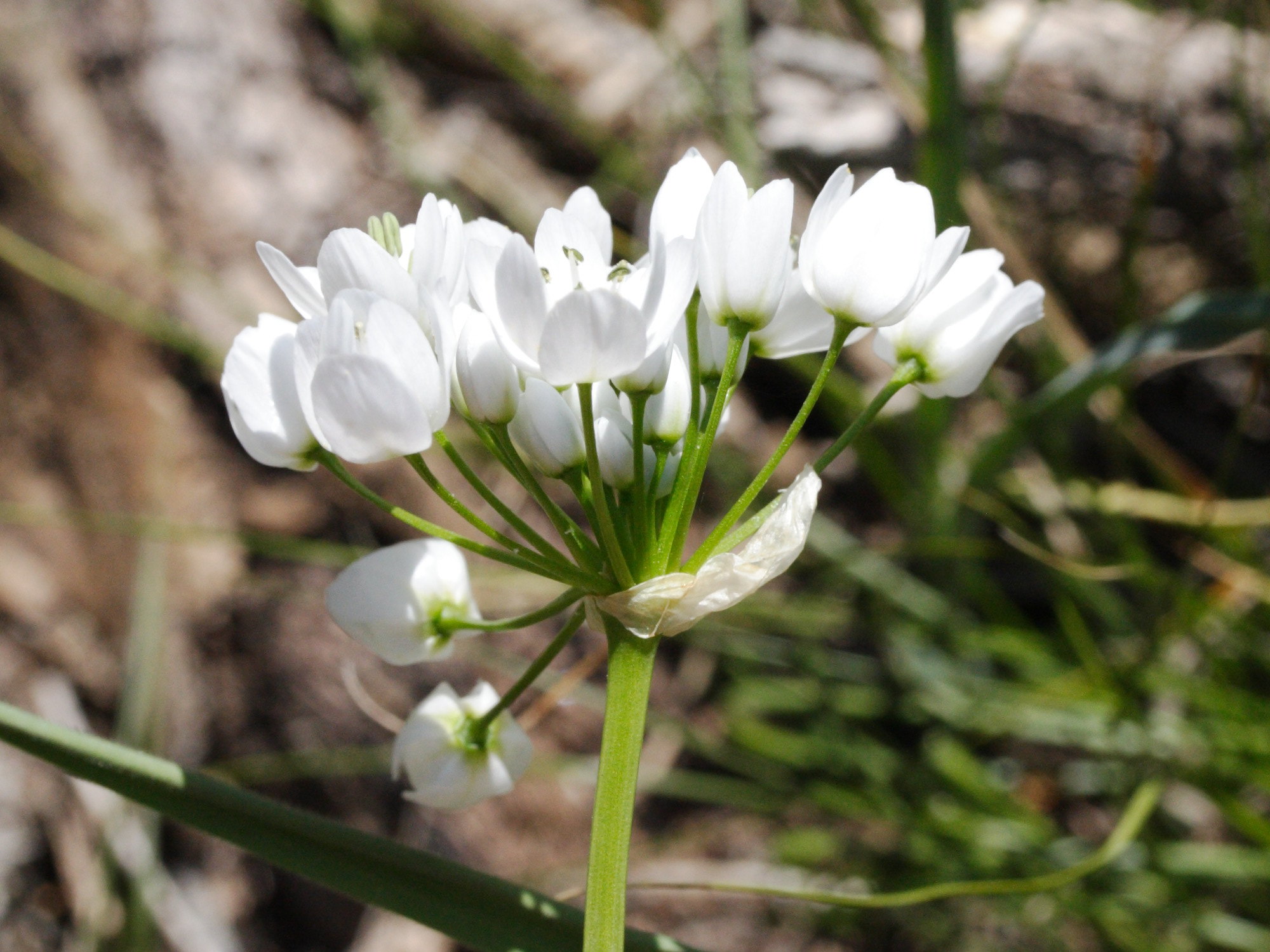allium_neapolitanum4md