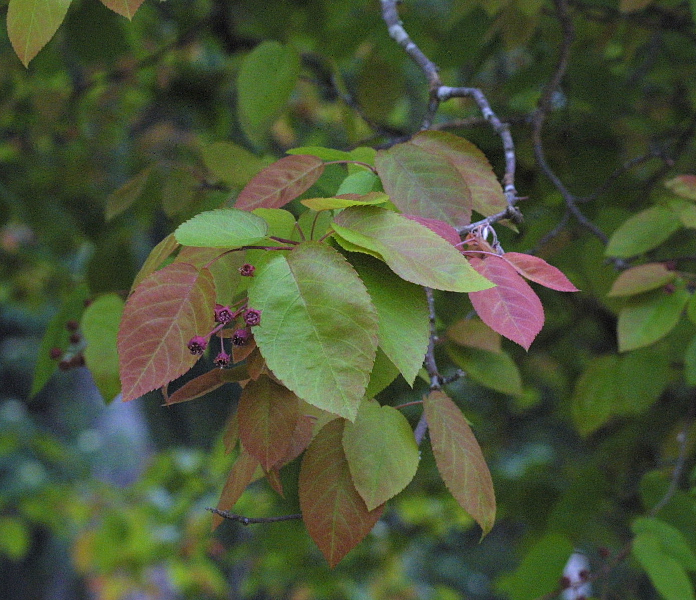 amelanchier_laevis1md
