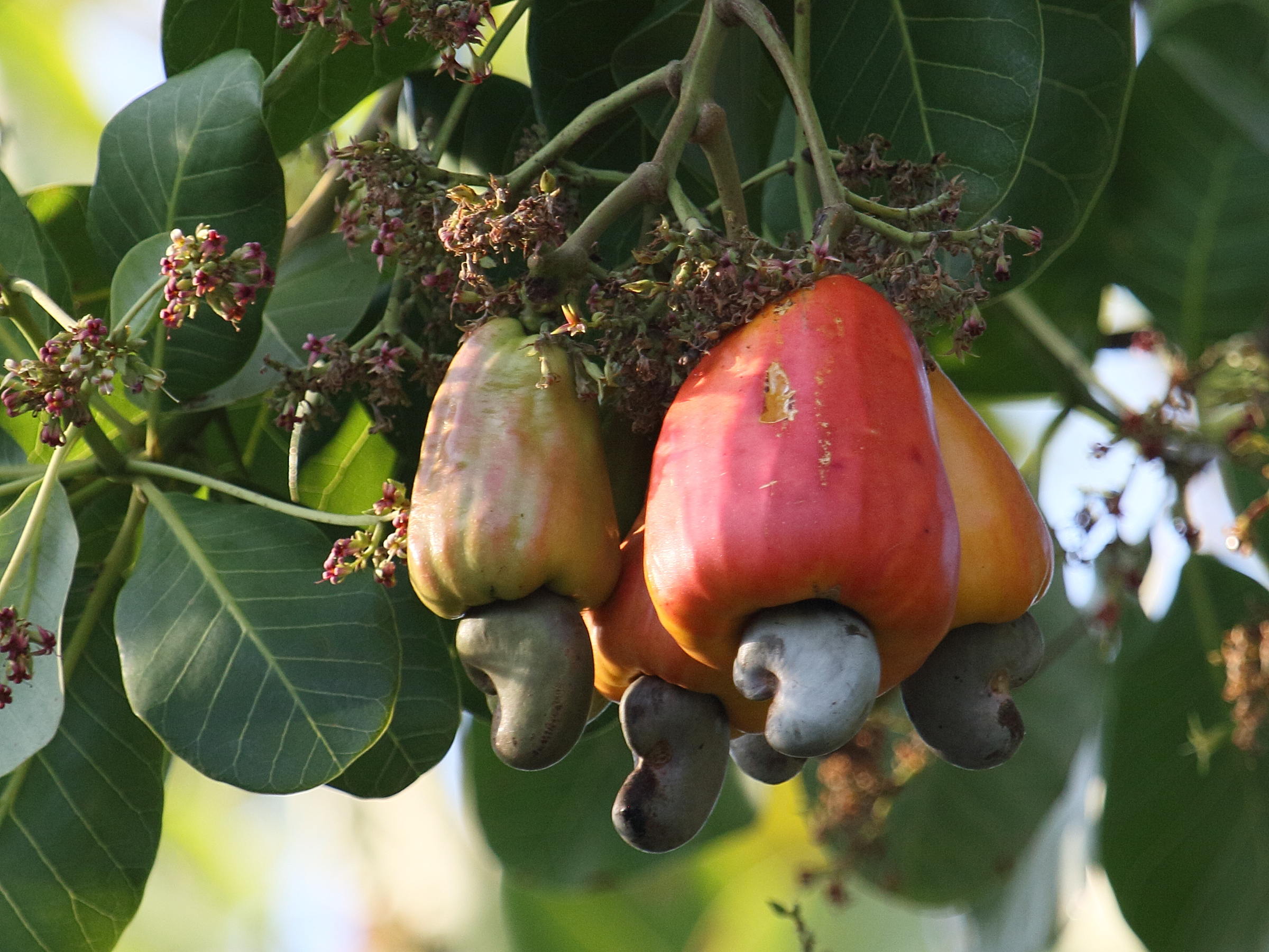 Afficher le média anacardium_occidentale8db anacardium_occidentale8db