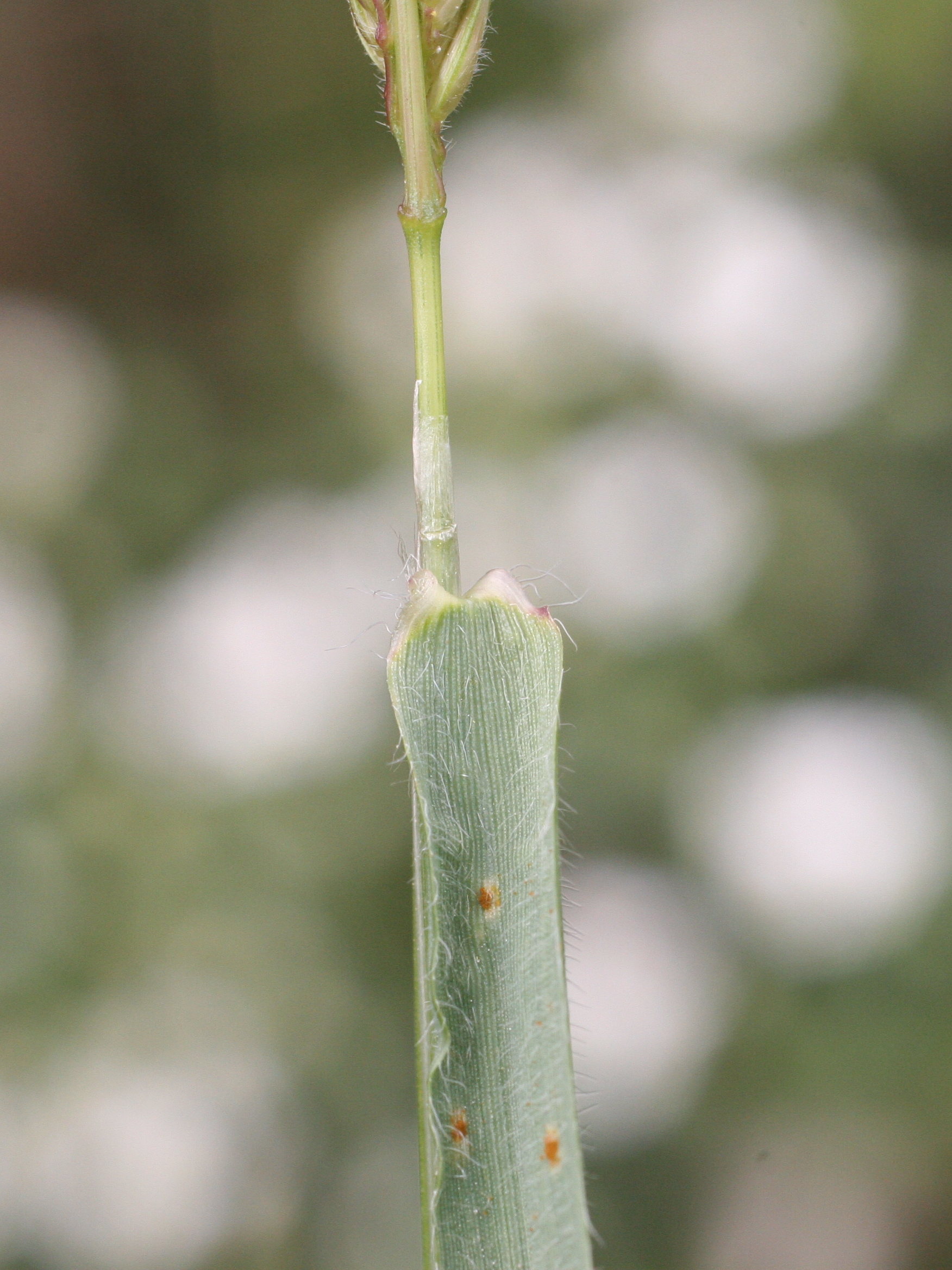 anthoxanthum_odoratum3md