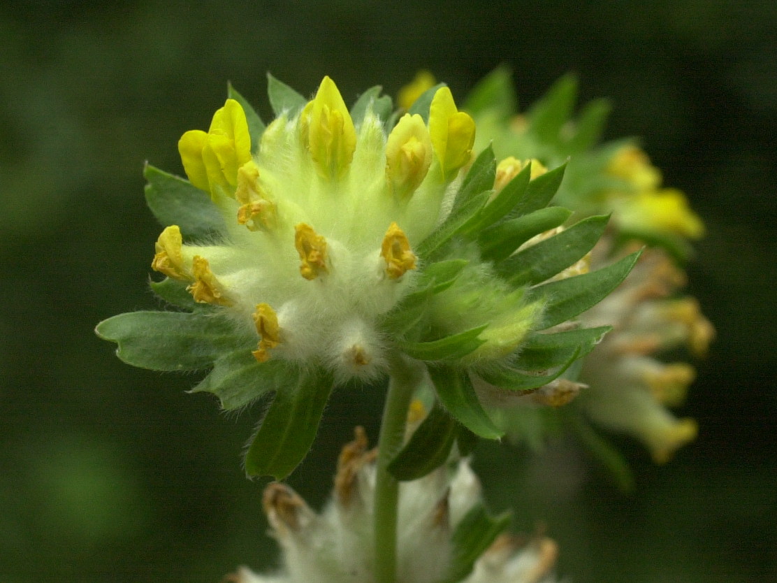 anthyllis_vulneraria2amd