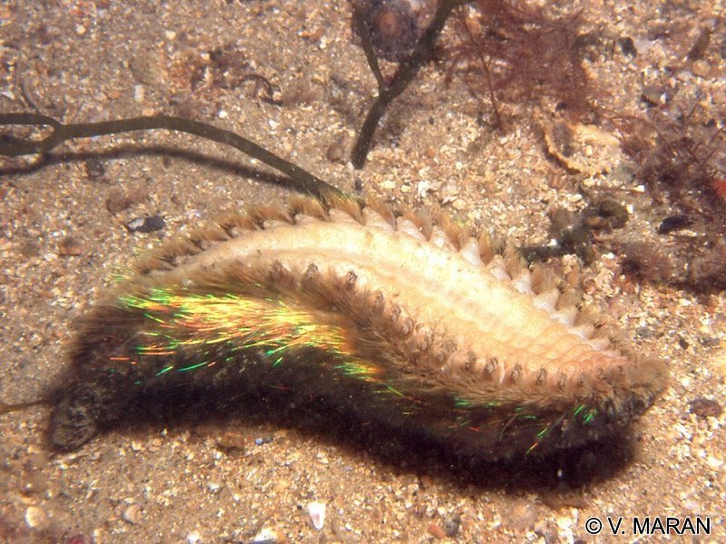 aphrodita_aculeata2vm