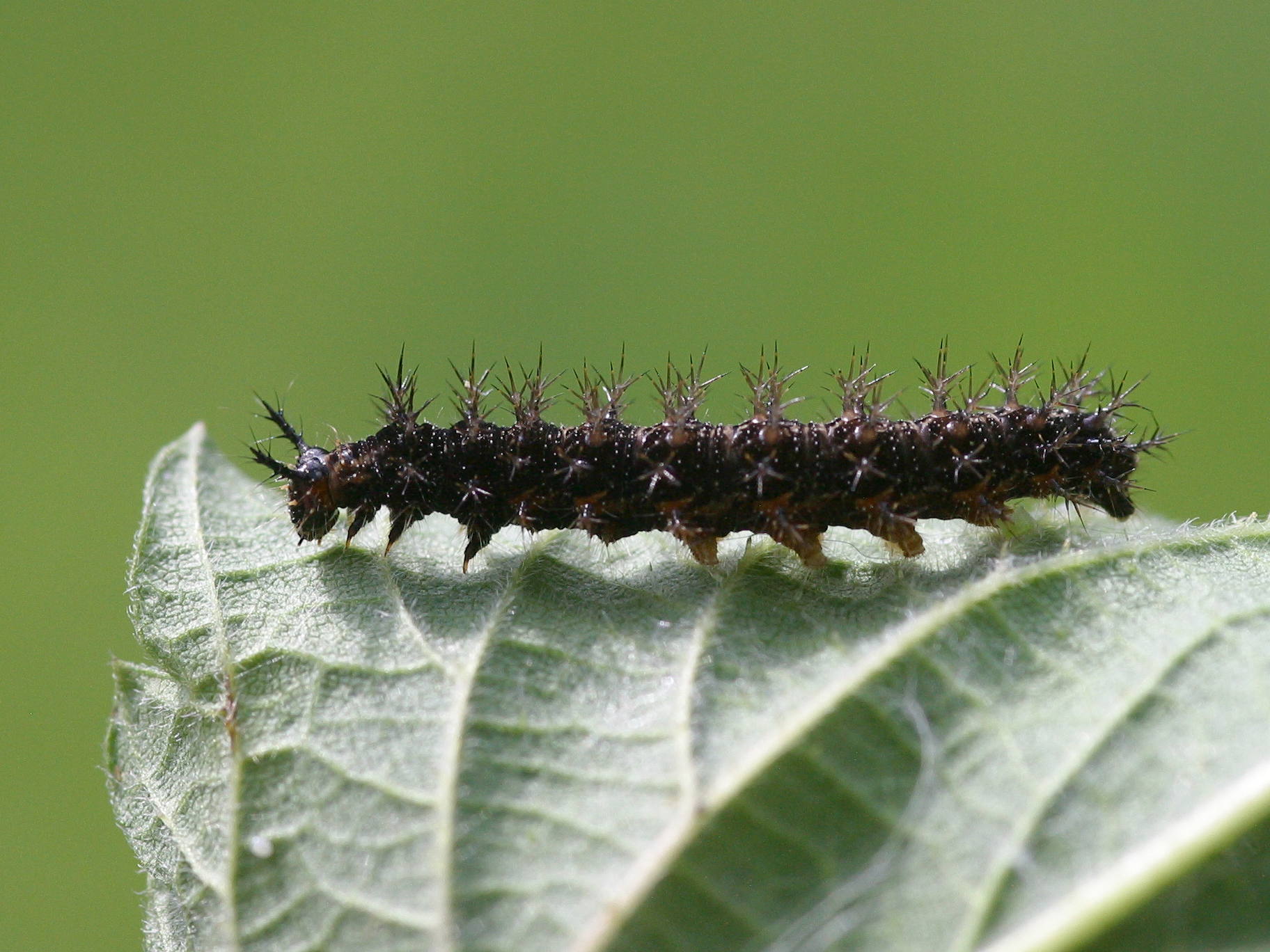 araschnia_levana_ch3bd