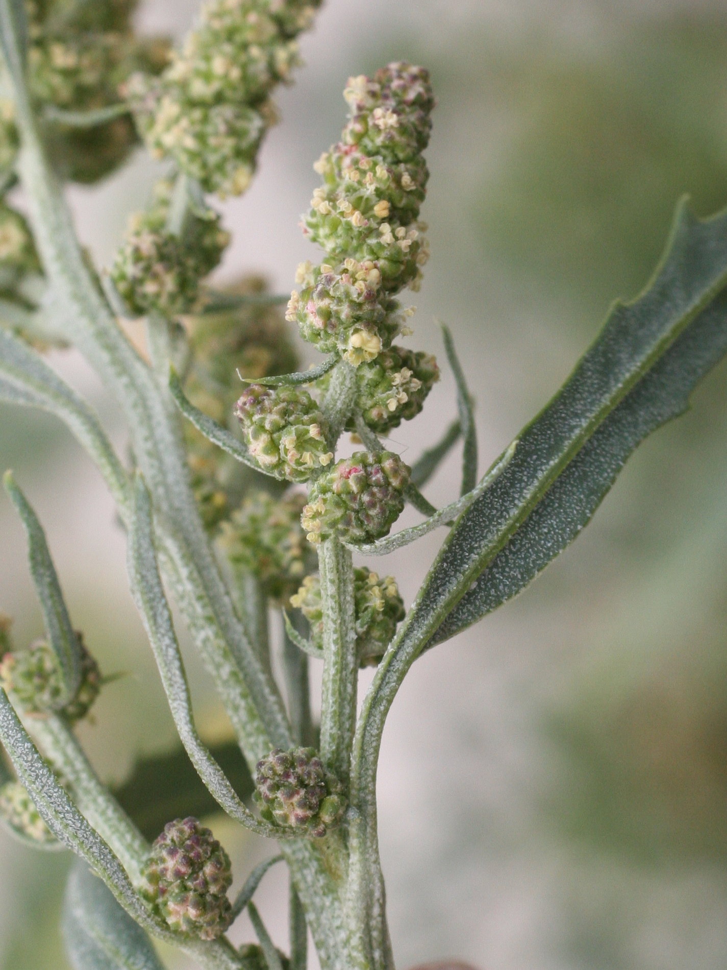 Afficher le média atriplex_patula3md atriplex_patula3md