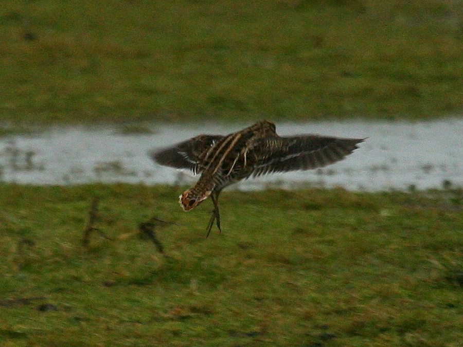 Afficher le média becassine_des_marais_-_gallinago_gallinago3bd becassine_des_marais_-_gallinago_gallinago3bd