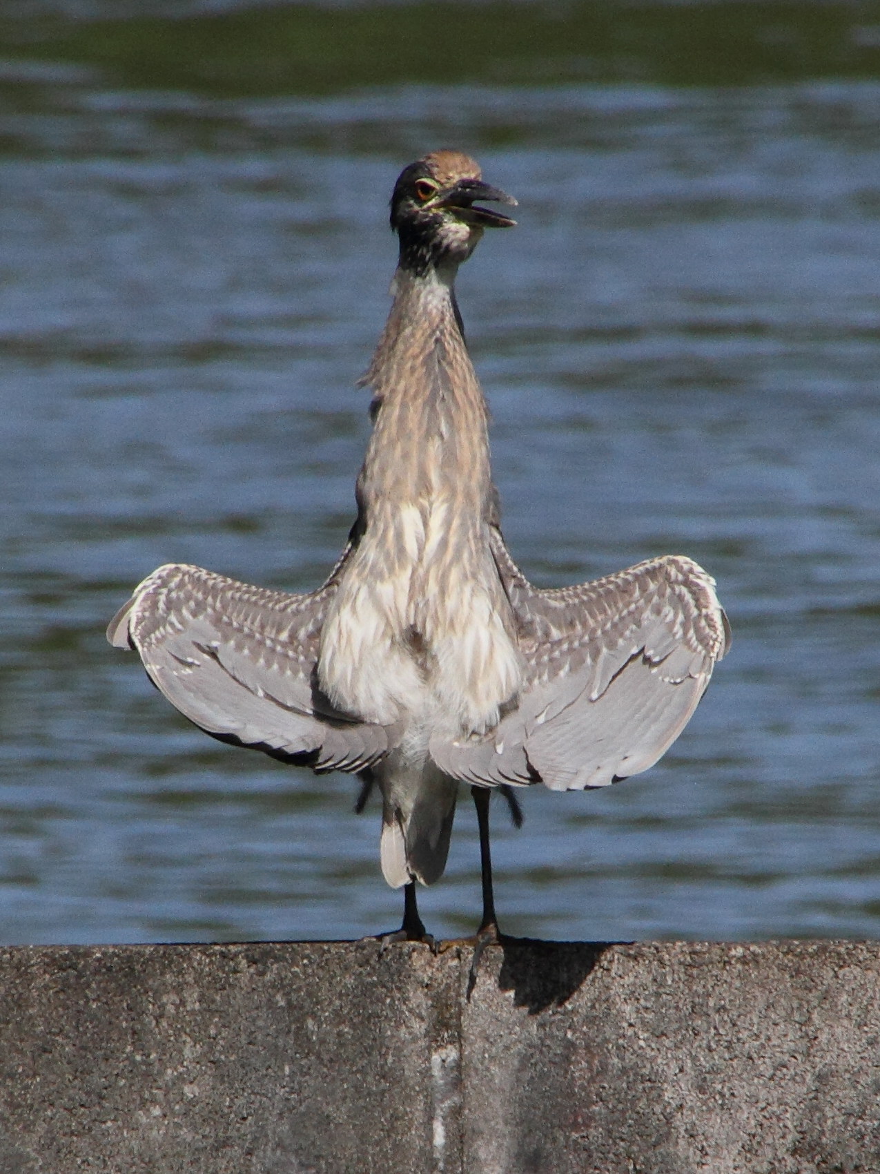 bihoreau_violace_-_nyctanassa_violacea1md