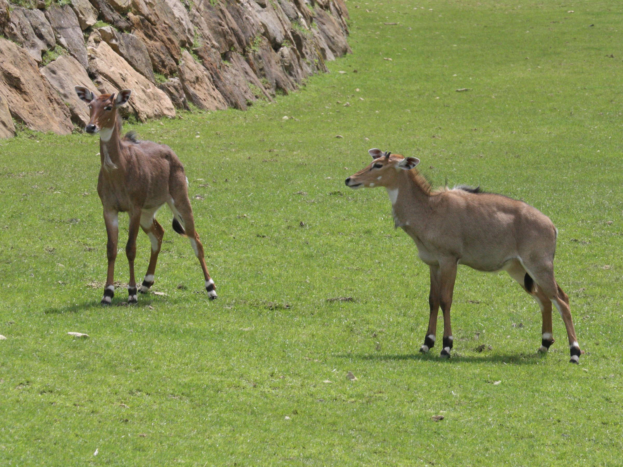 boselaphus_tragocamelus1md