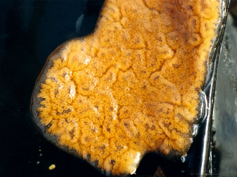 botrylloides_leachi1md