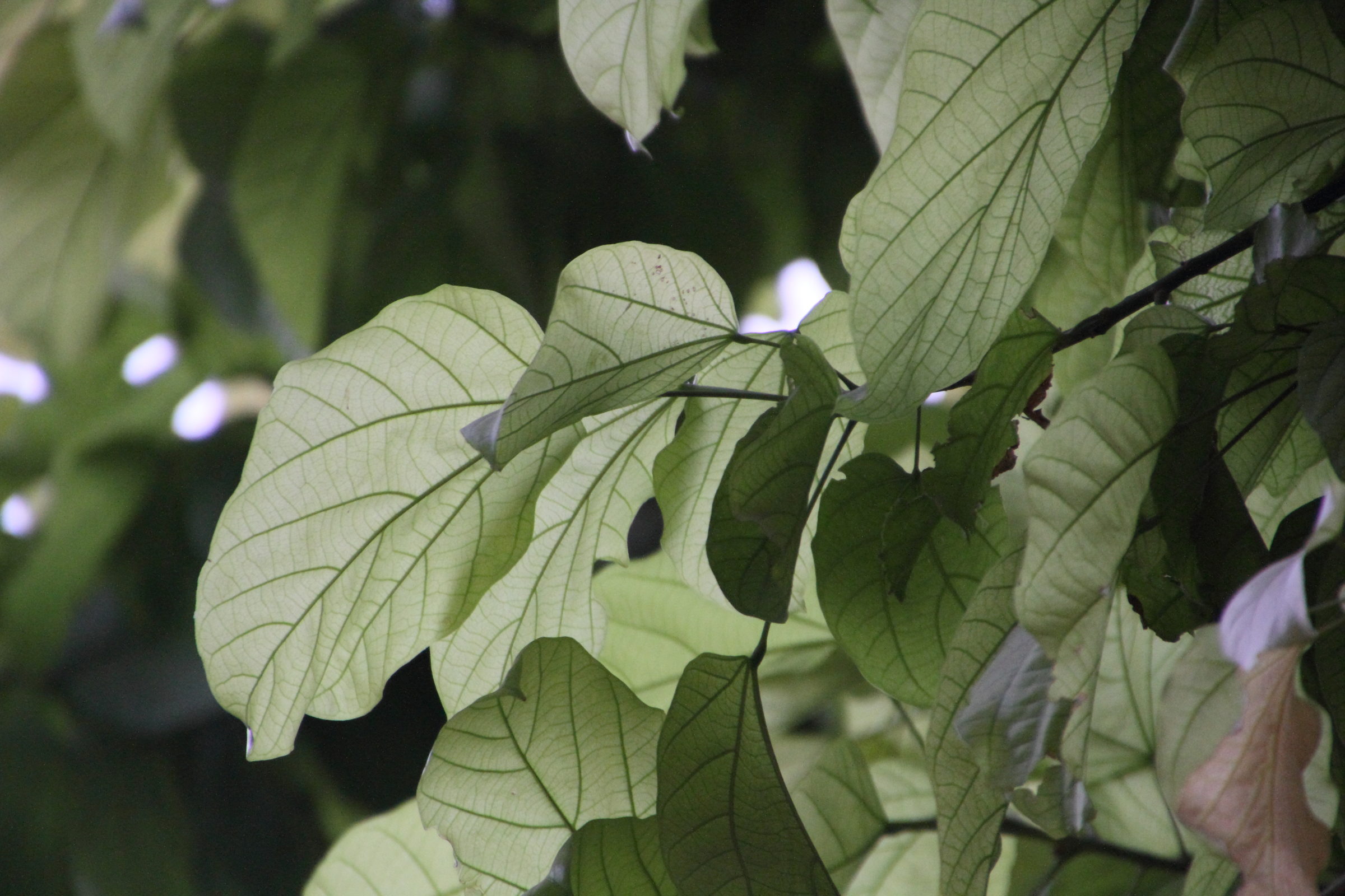 Afficher le média brachychiton_acerifolius4md brachychiton_acerifolius4md
