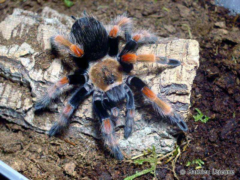 brachypelma_boehmei2ml