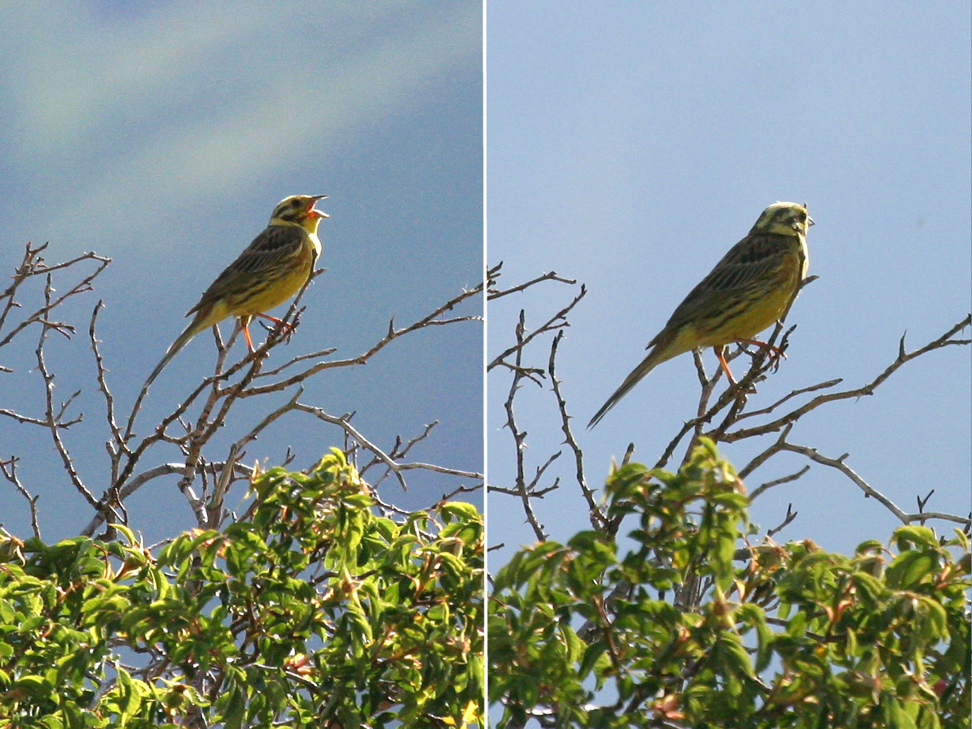 bruant_jaune_-_emberiza_citrinella1bd