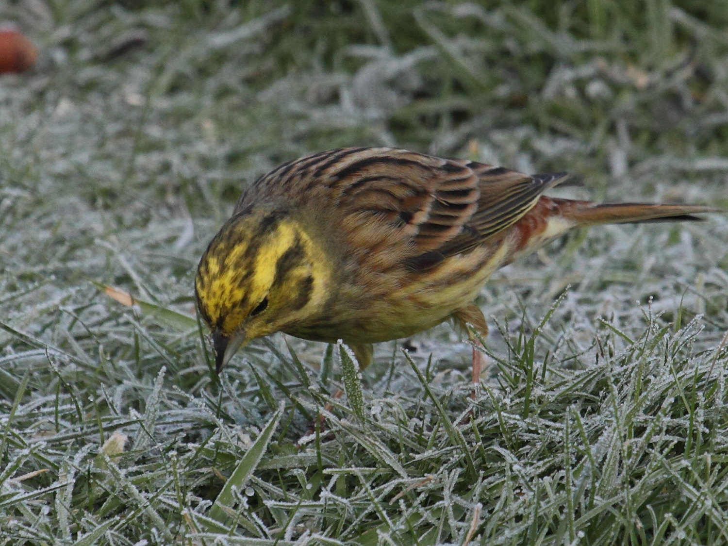 bruant_jaune_-_emberiza_citrinella5bd
