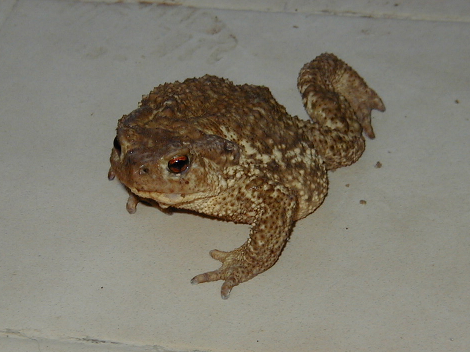 bufo_bufo_spinosus1md