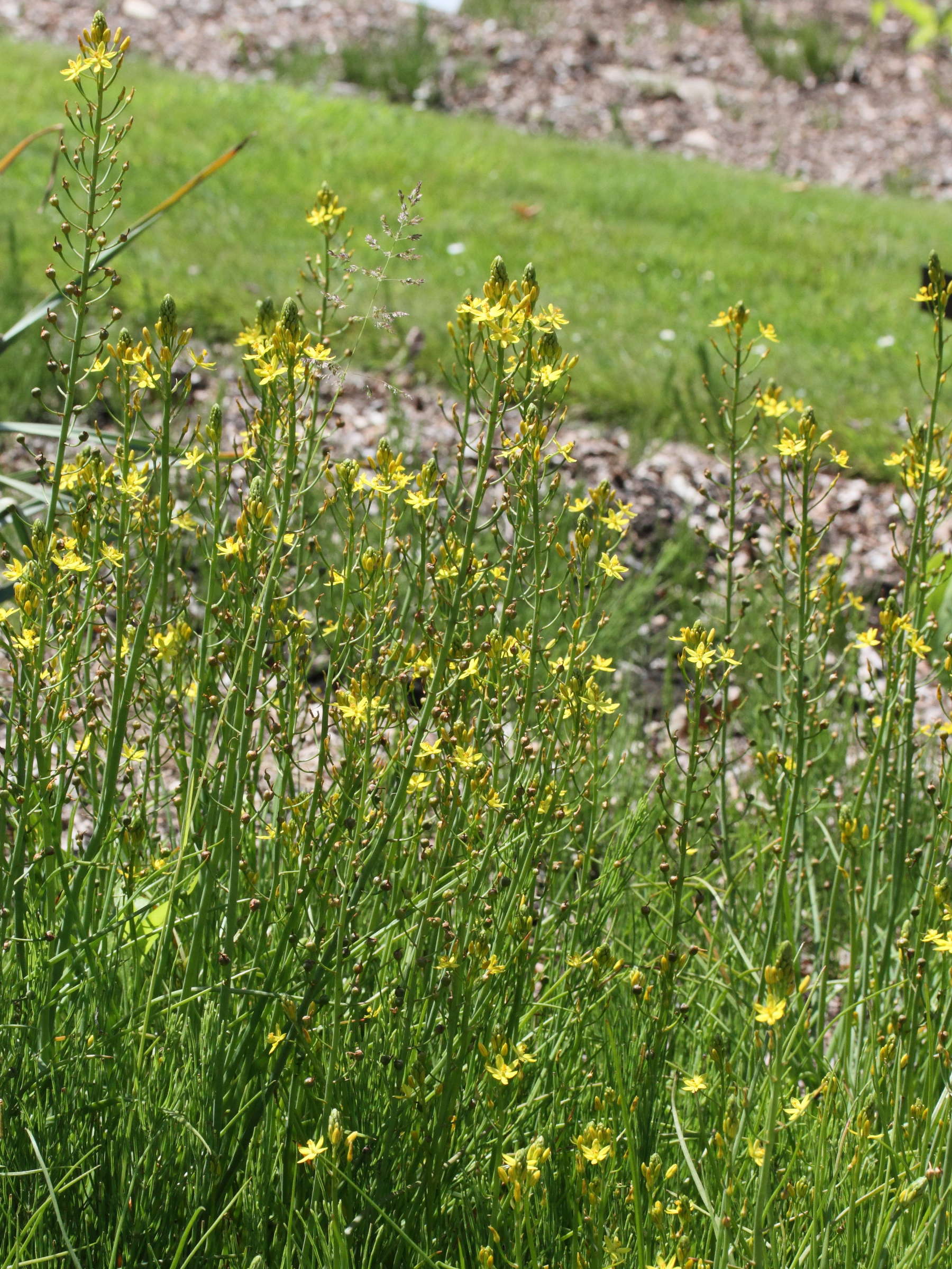 bulbine_semibarbata1md