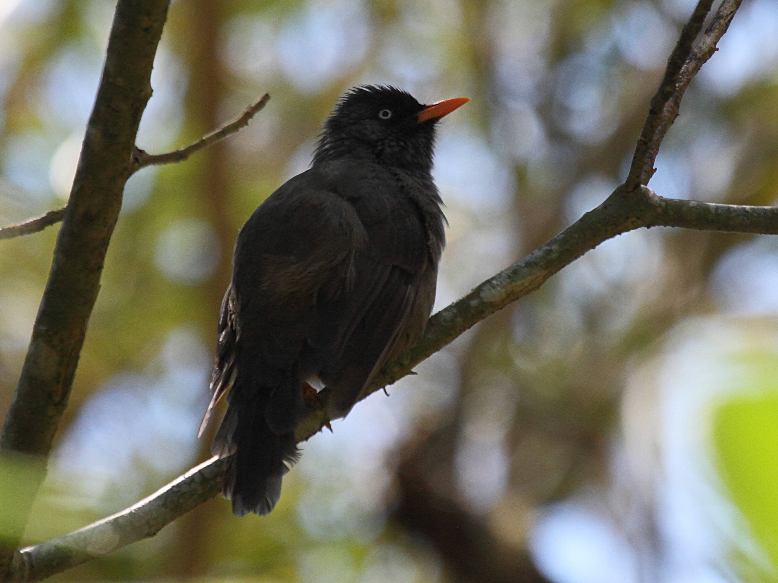 Afficher le média bulbul_de_la_reunion_-_hypsipetes_borbonicus3bd bulbul_de_la_reunion_-_hypsipetes_borbonicus3bd