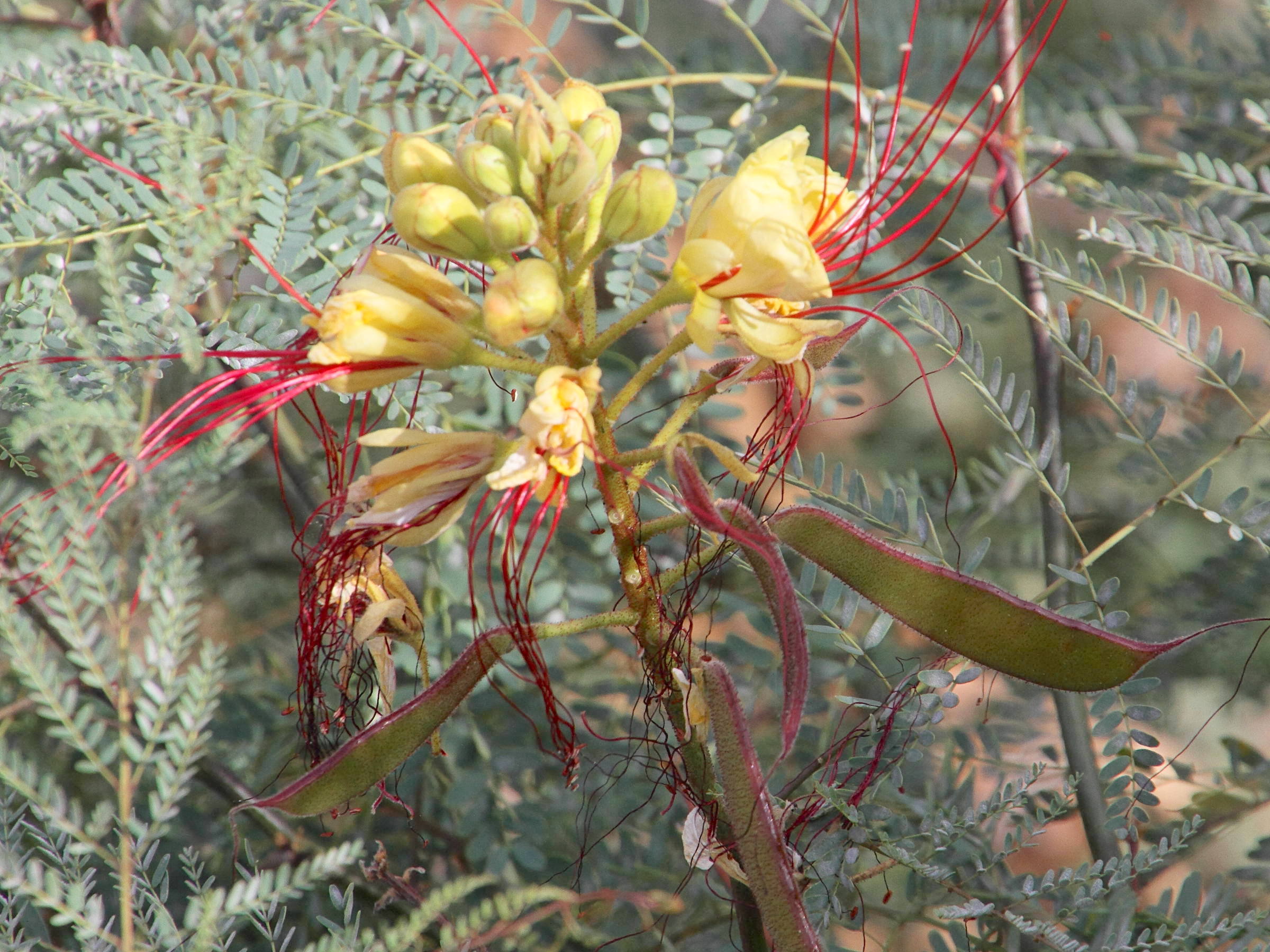 caesalpinia_gilliesii4md