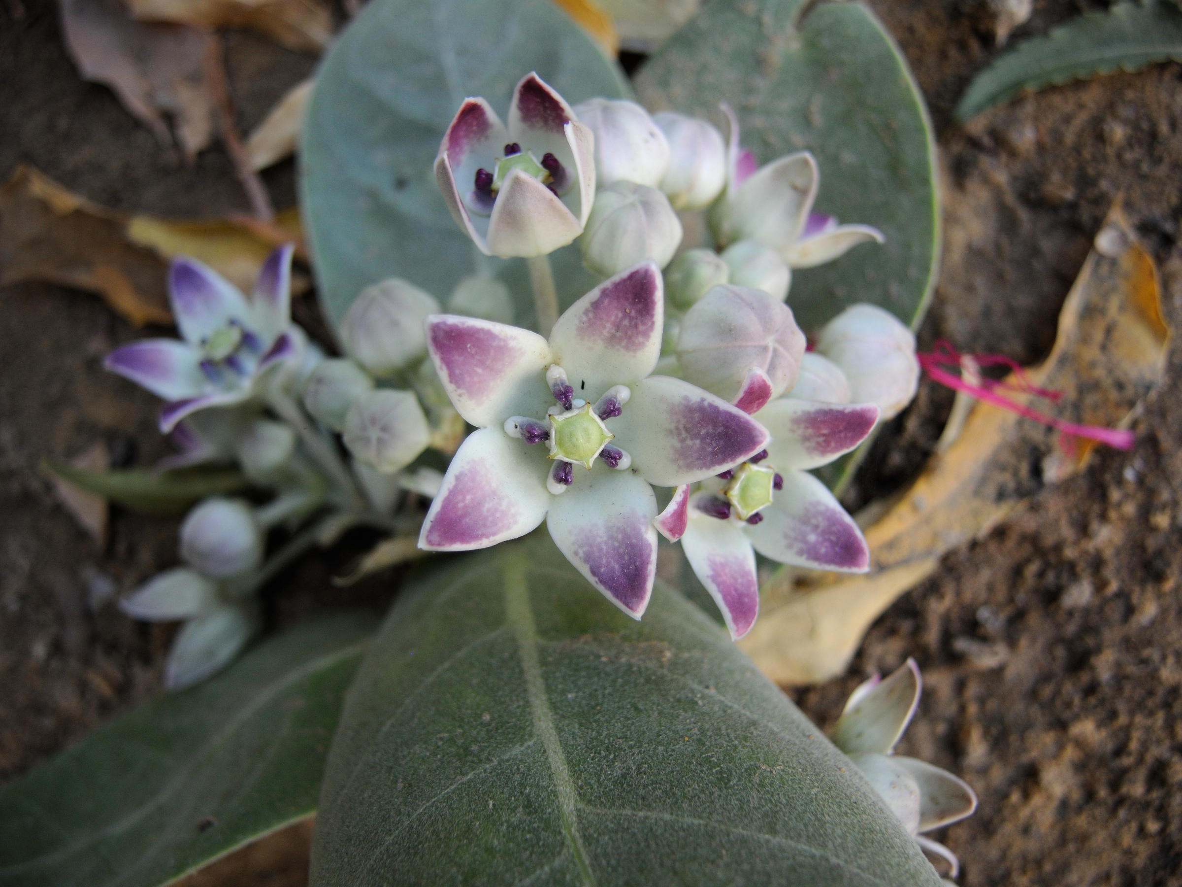 calotropis_procera2md