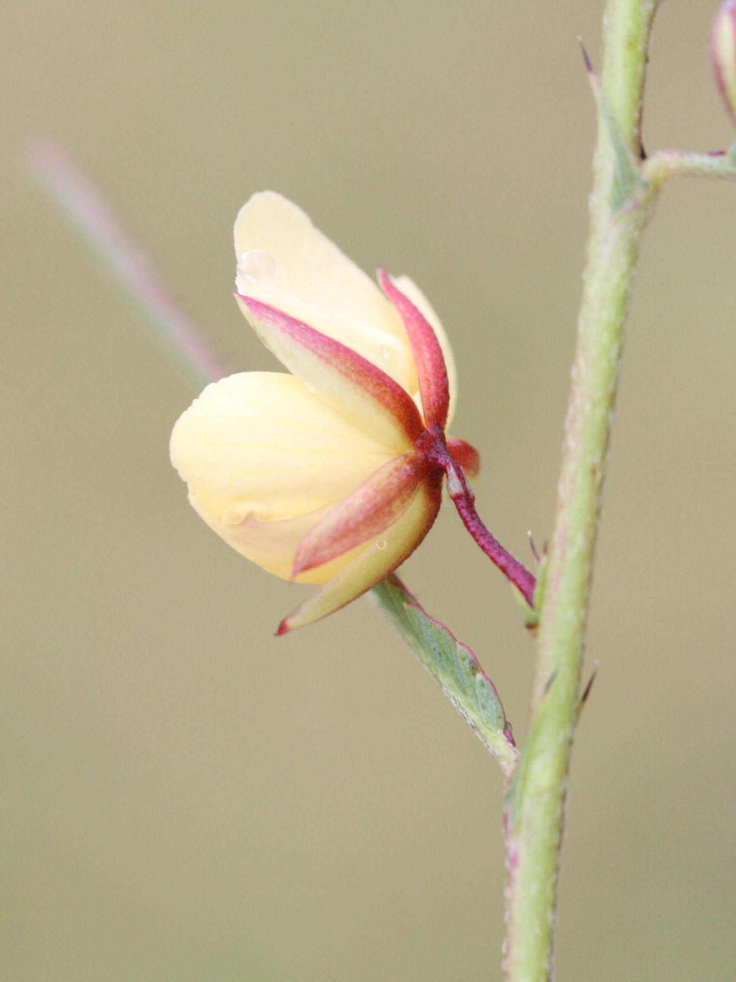 chamaecrista_mimosoides5md