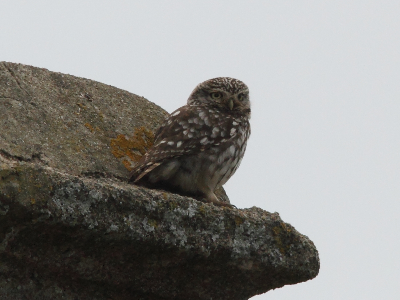 cheveche_d-athena_-_athene_noctua3md