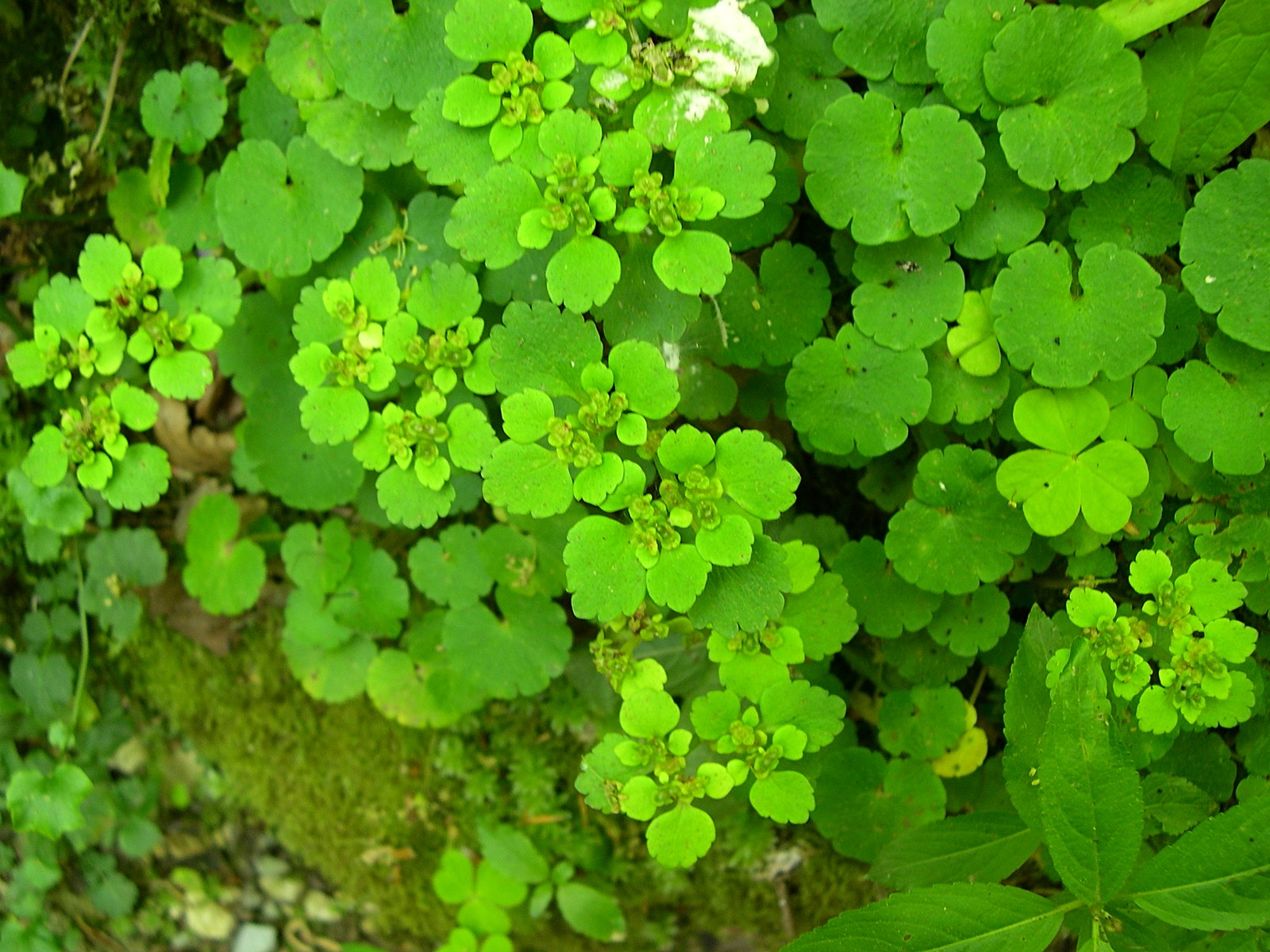 chrysosplenium_alternifolium1md