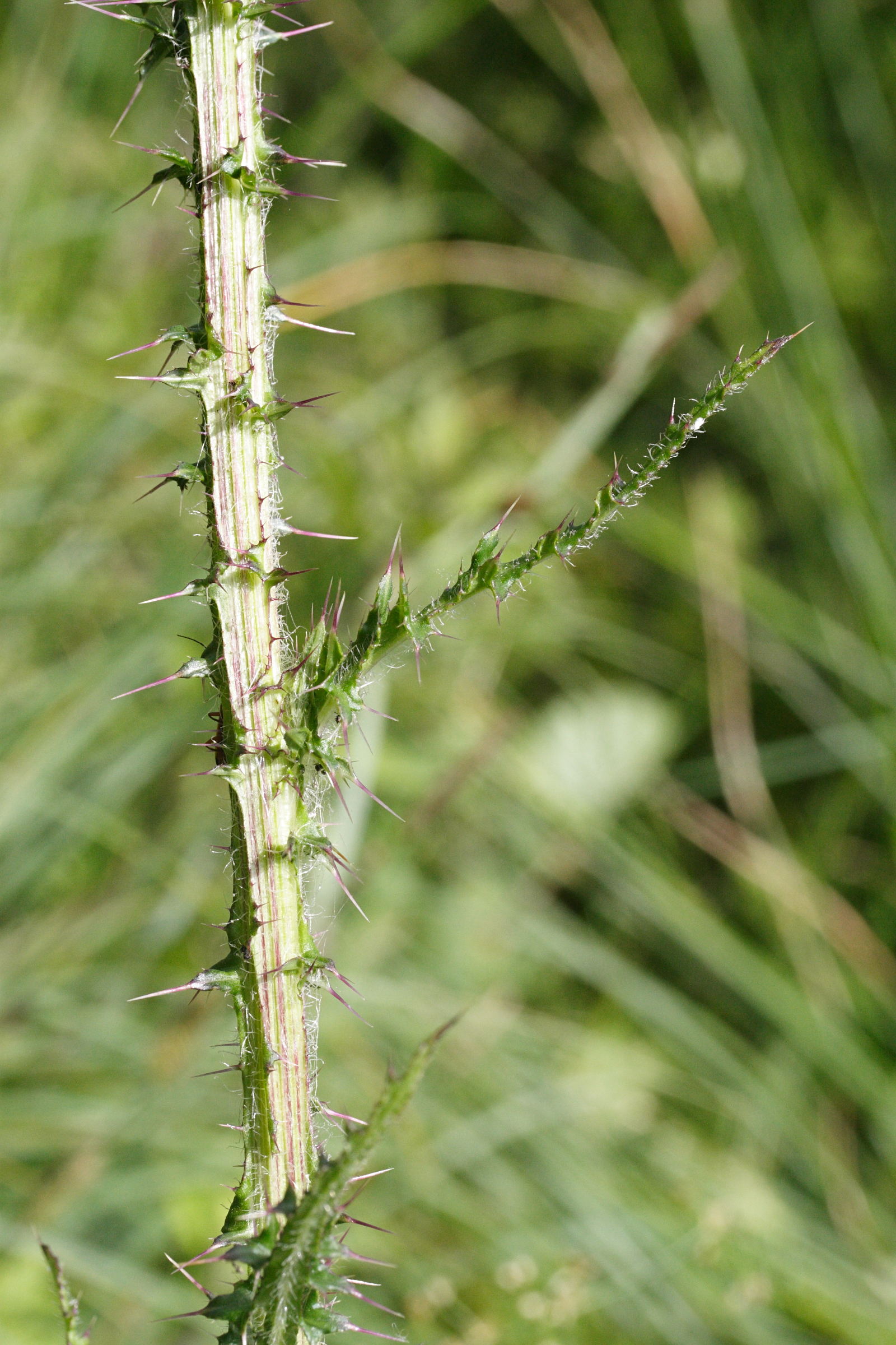 Afficher le média cirsium_palustre3md cirsium_palustre3md