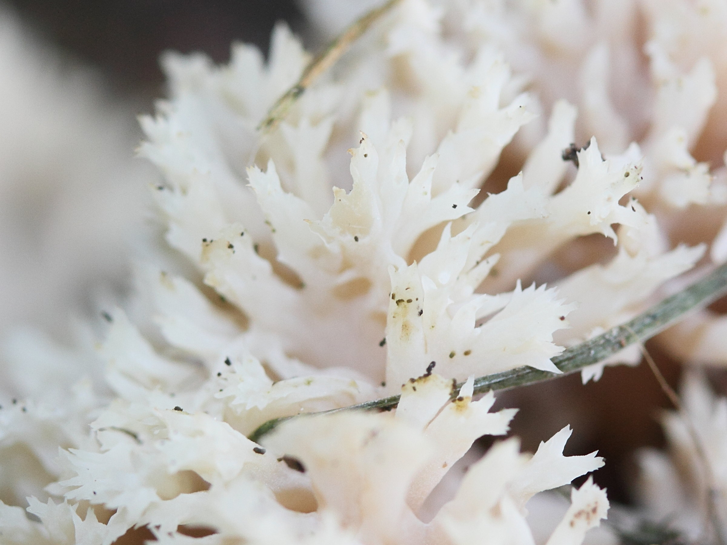 clavulina_cristata6md