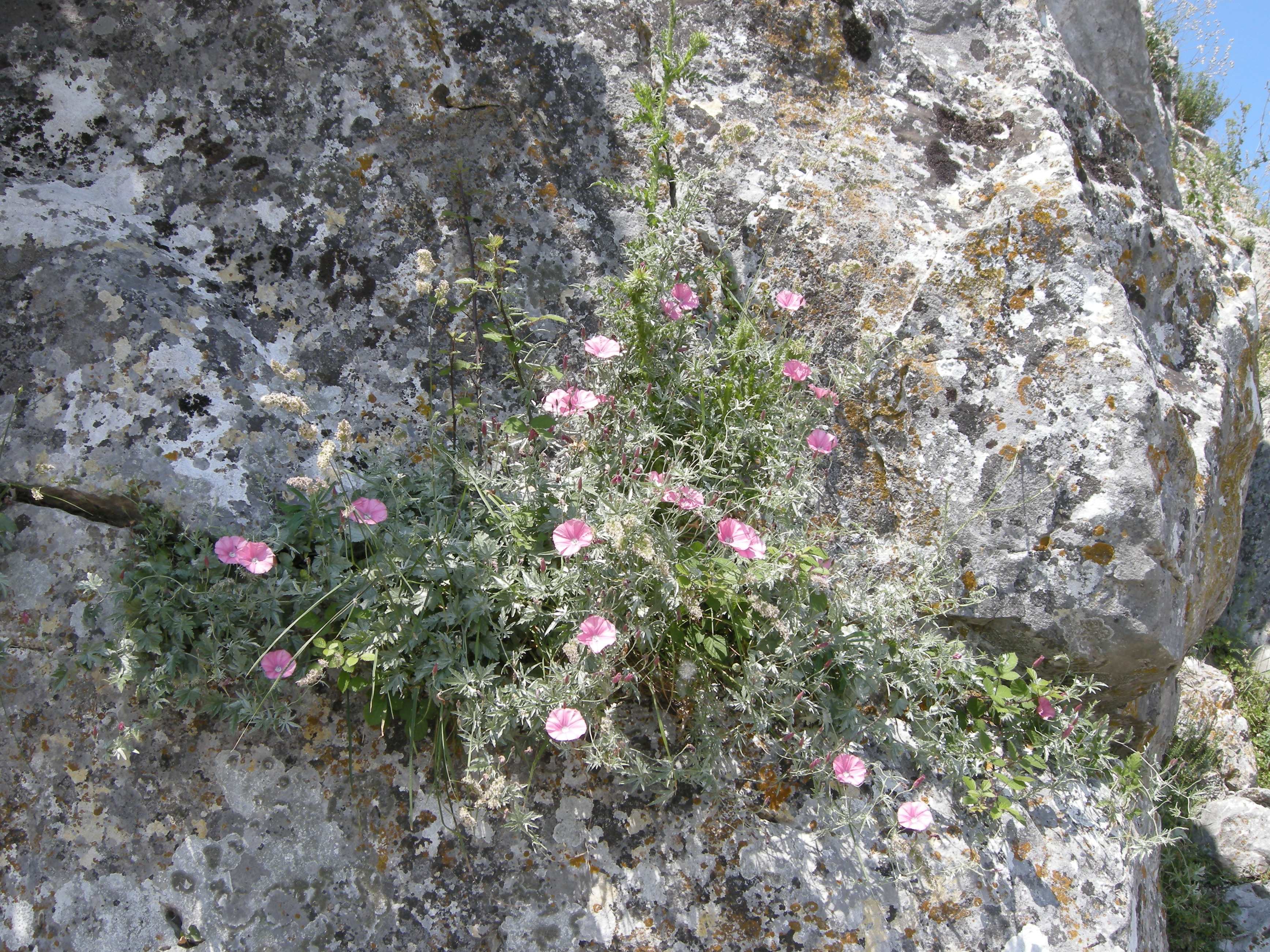 Convolvulus_althaeoides