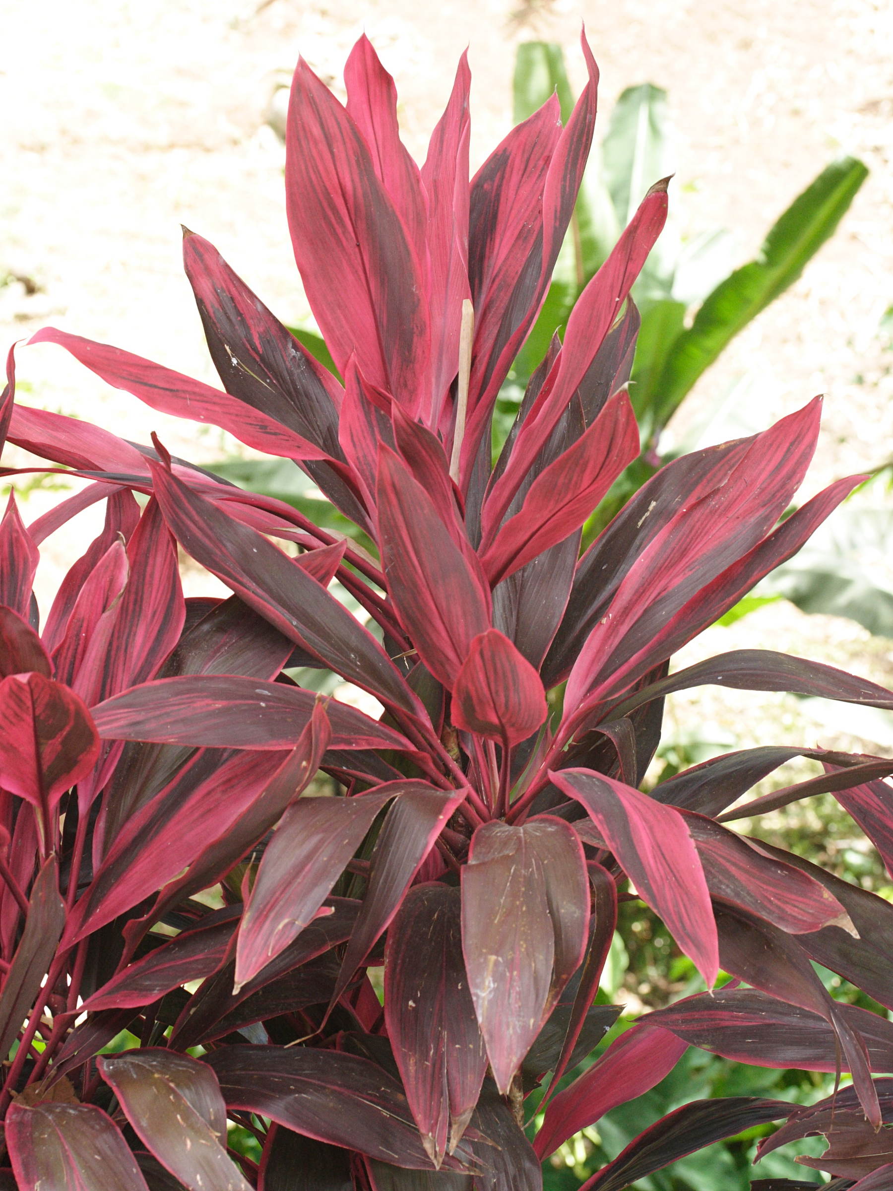 cordyline_fruticosa1md