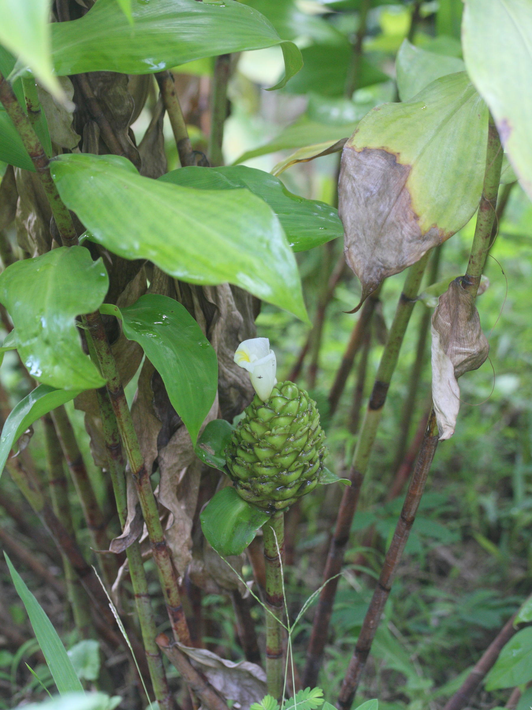 costus_deistellii1md