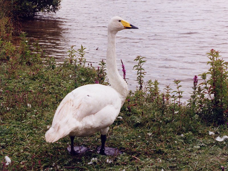 cygne_chanteur_-_cygnus_cygnus4md