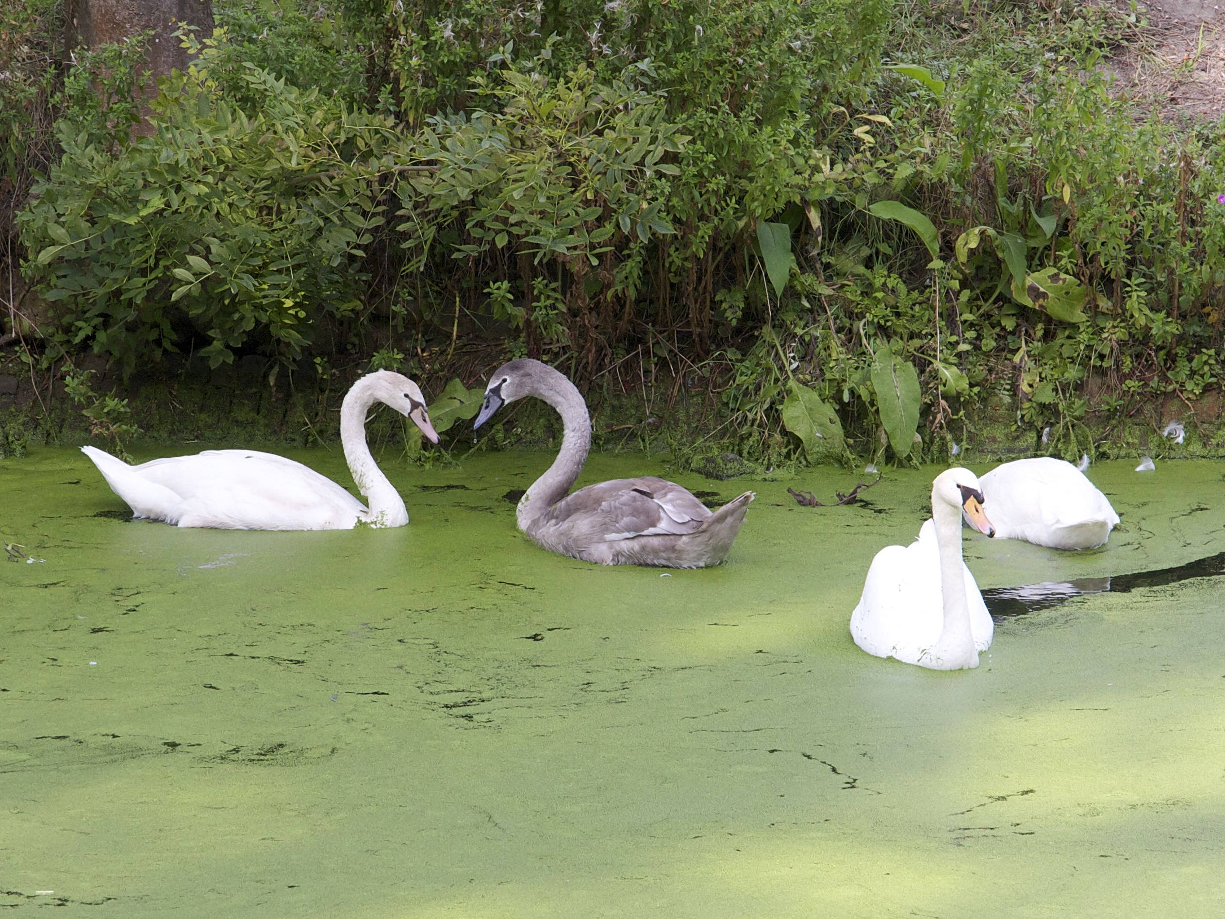 cygne_tubercule_-_cygnus_olor7md