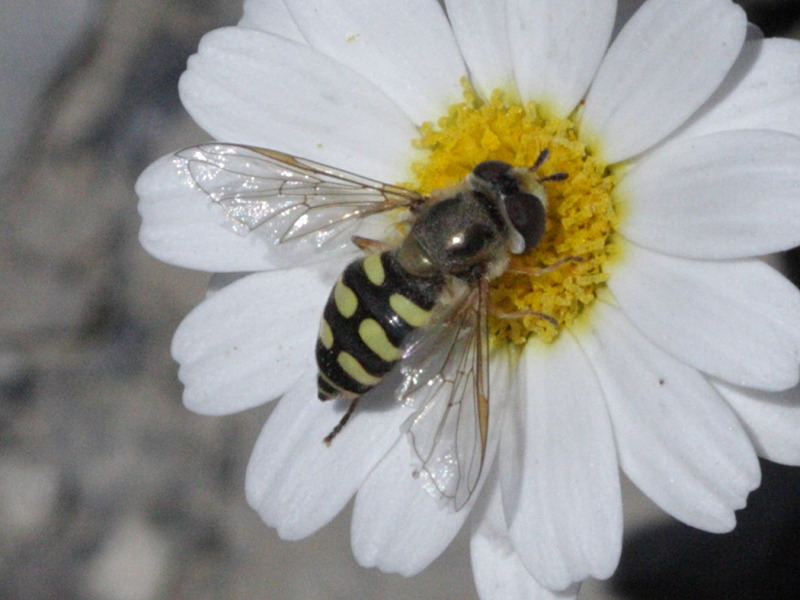 dasysyrphus_venustus