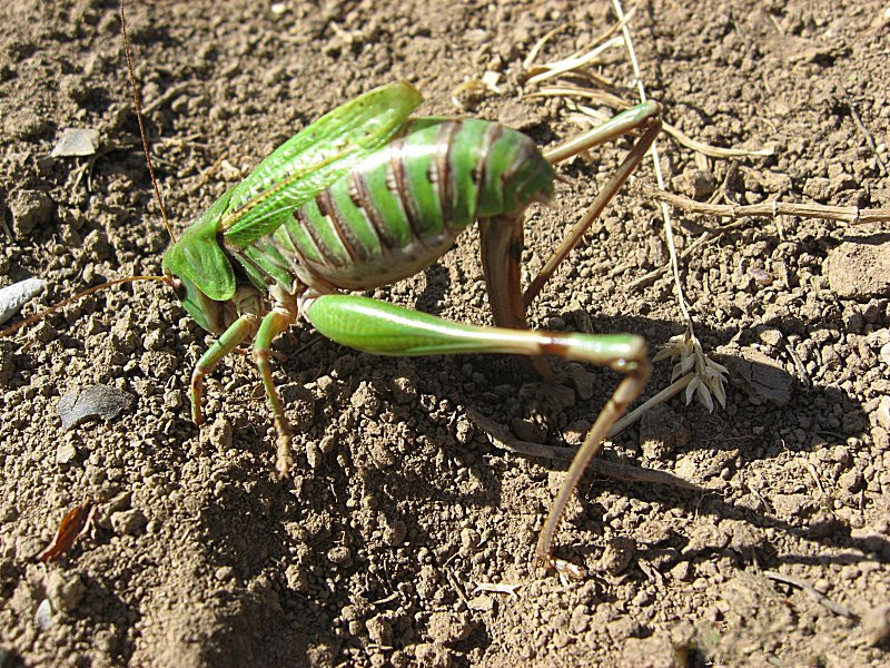 decticus_verrucivorus3mv