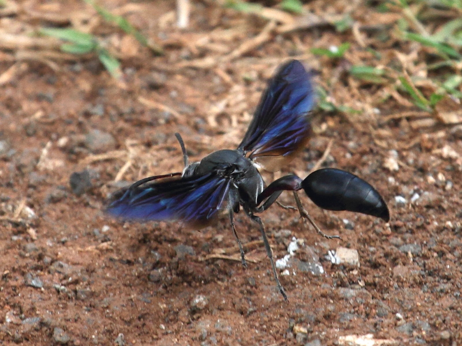 delta_emarginatum2bd