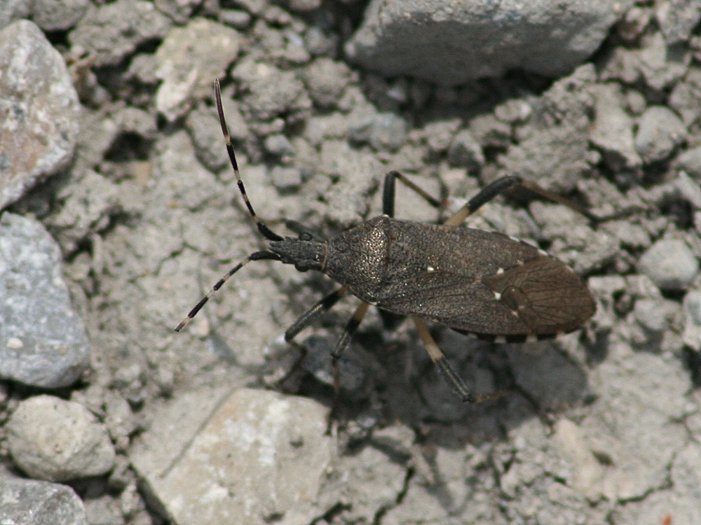 dicranocephalus_agilis2md