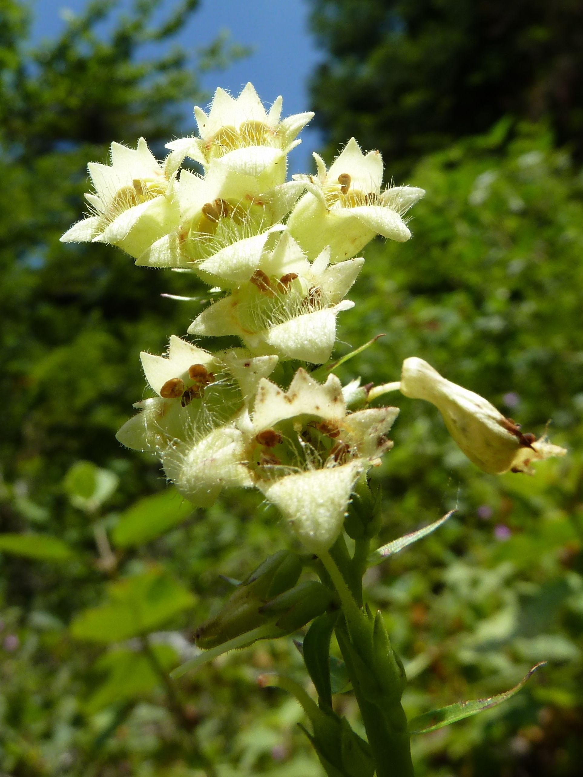 Afficher le média digitalis_lutea4gv digitalis_lutea4gv