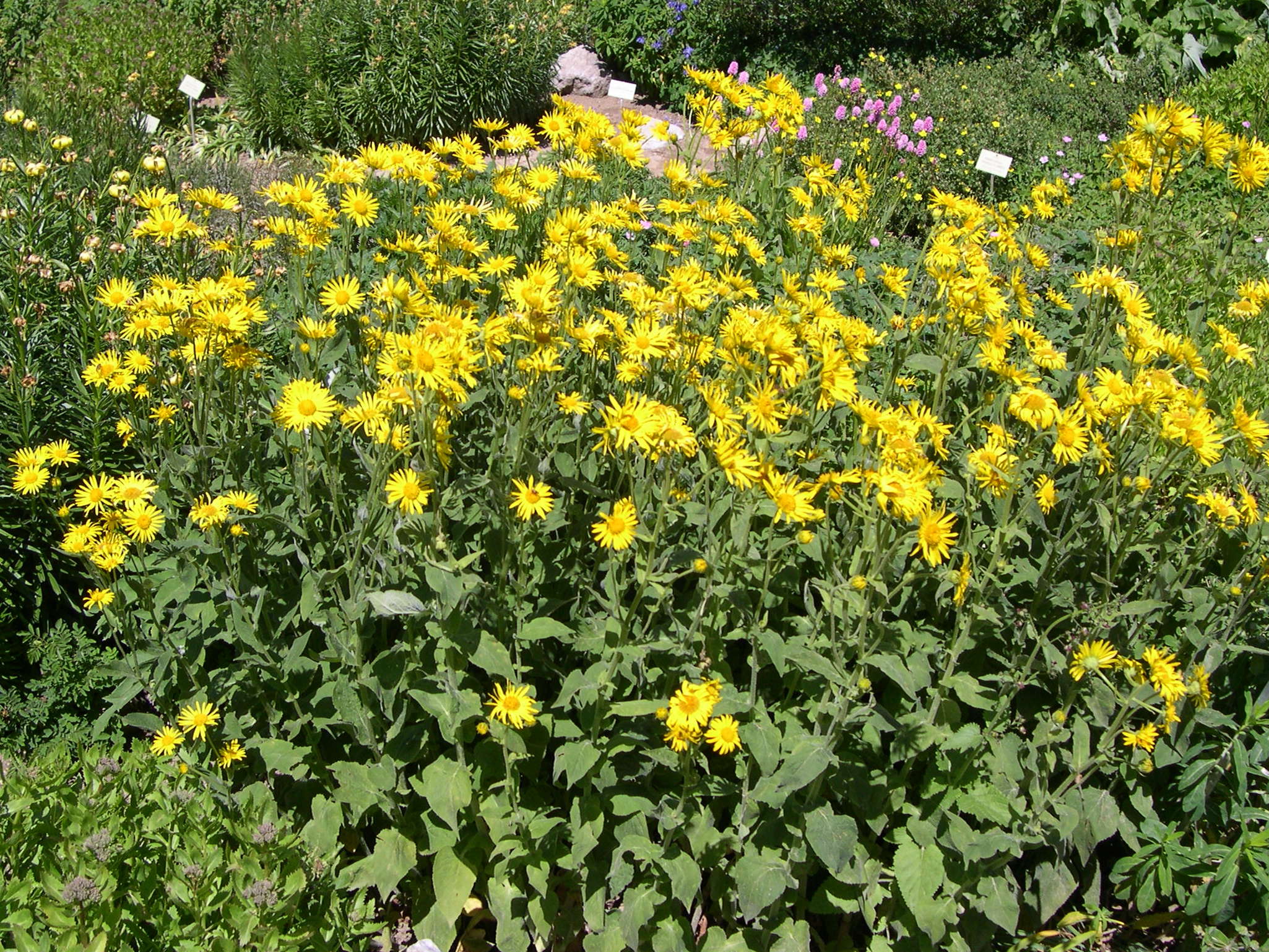doronicum_austriacum1md