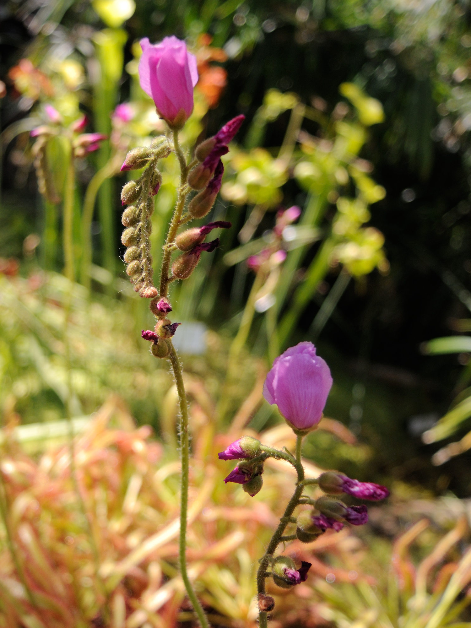 Afficher le média drosera_capensis5md drosera_capensis5md
