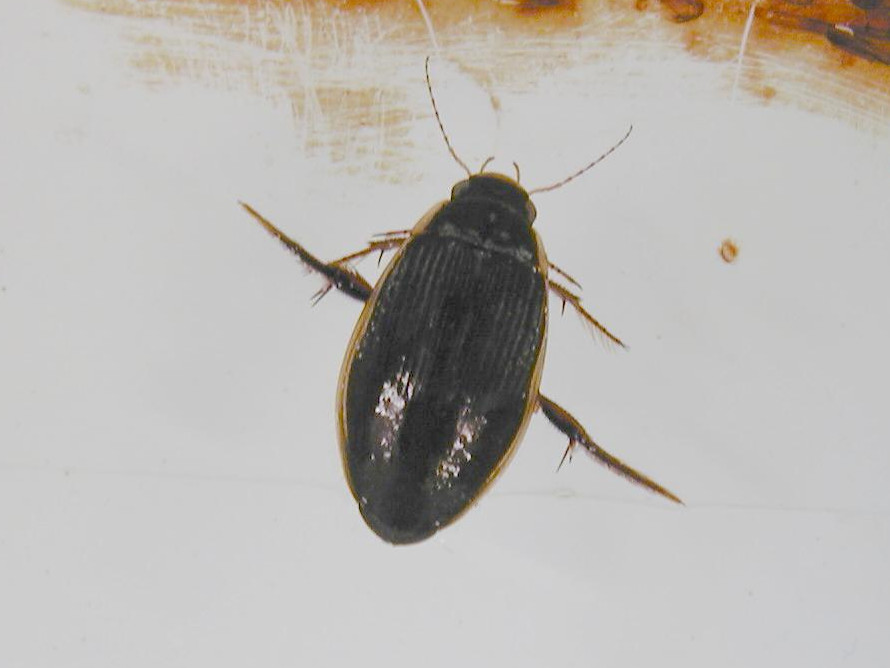 dytiscus_marginalis2md
