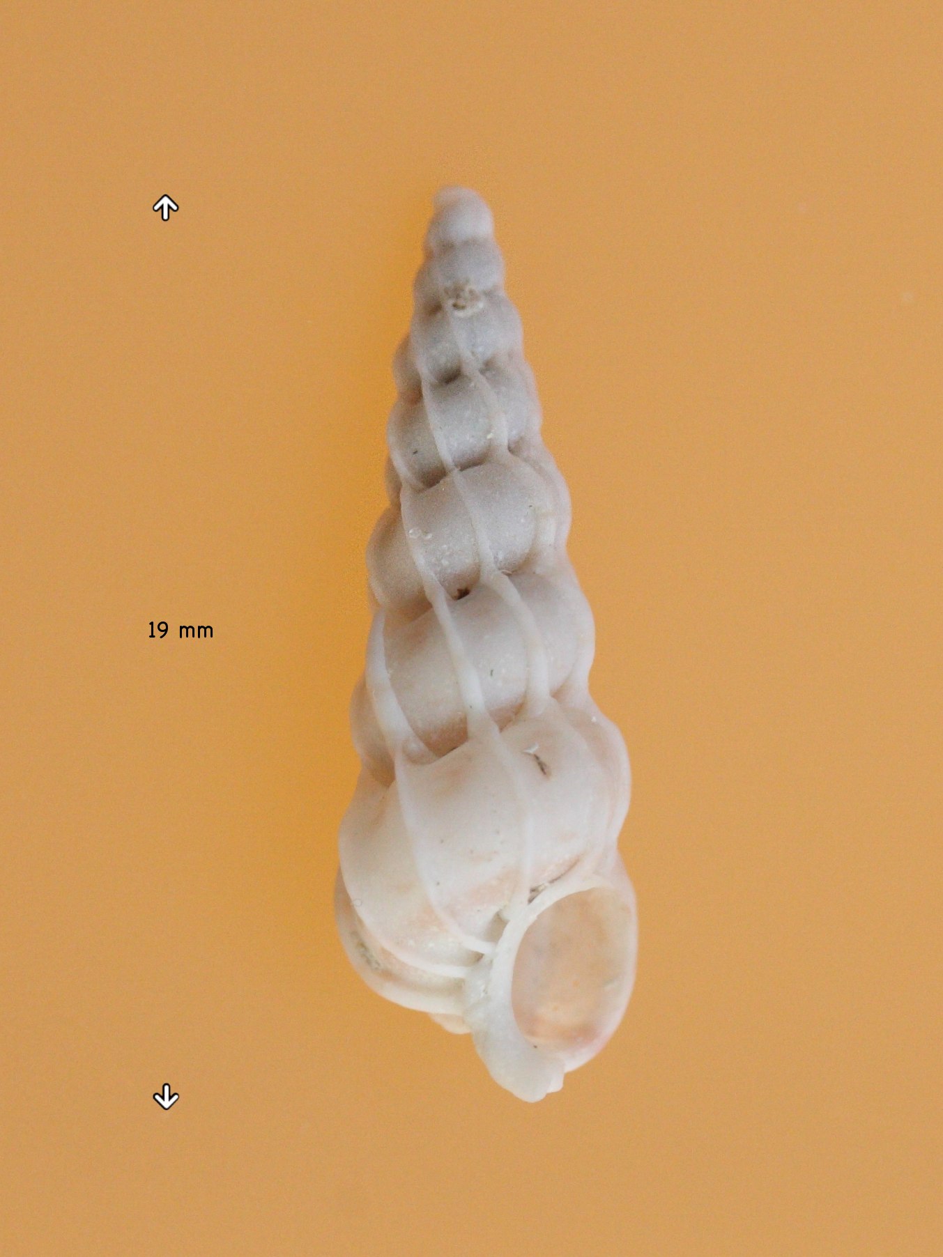 epitonium_clathrus2md