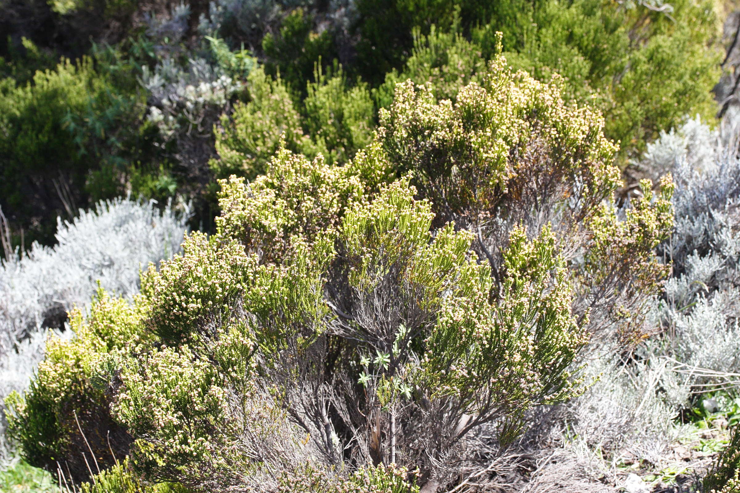 erica_reunionensis2md