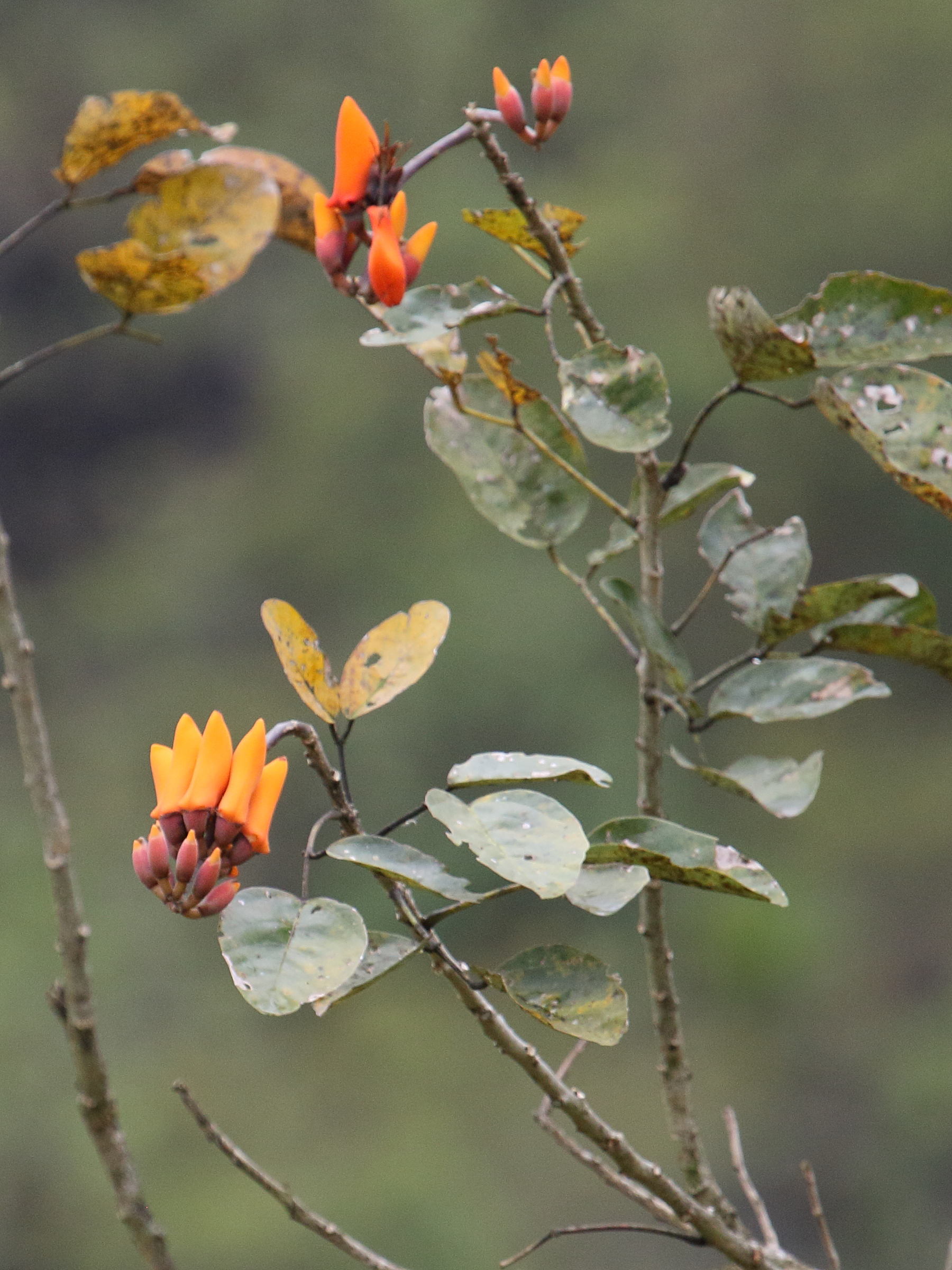 Afficher le média erythrina_fusca1bd erythrina_fusca1bd