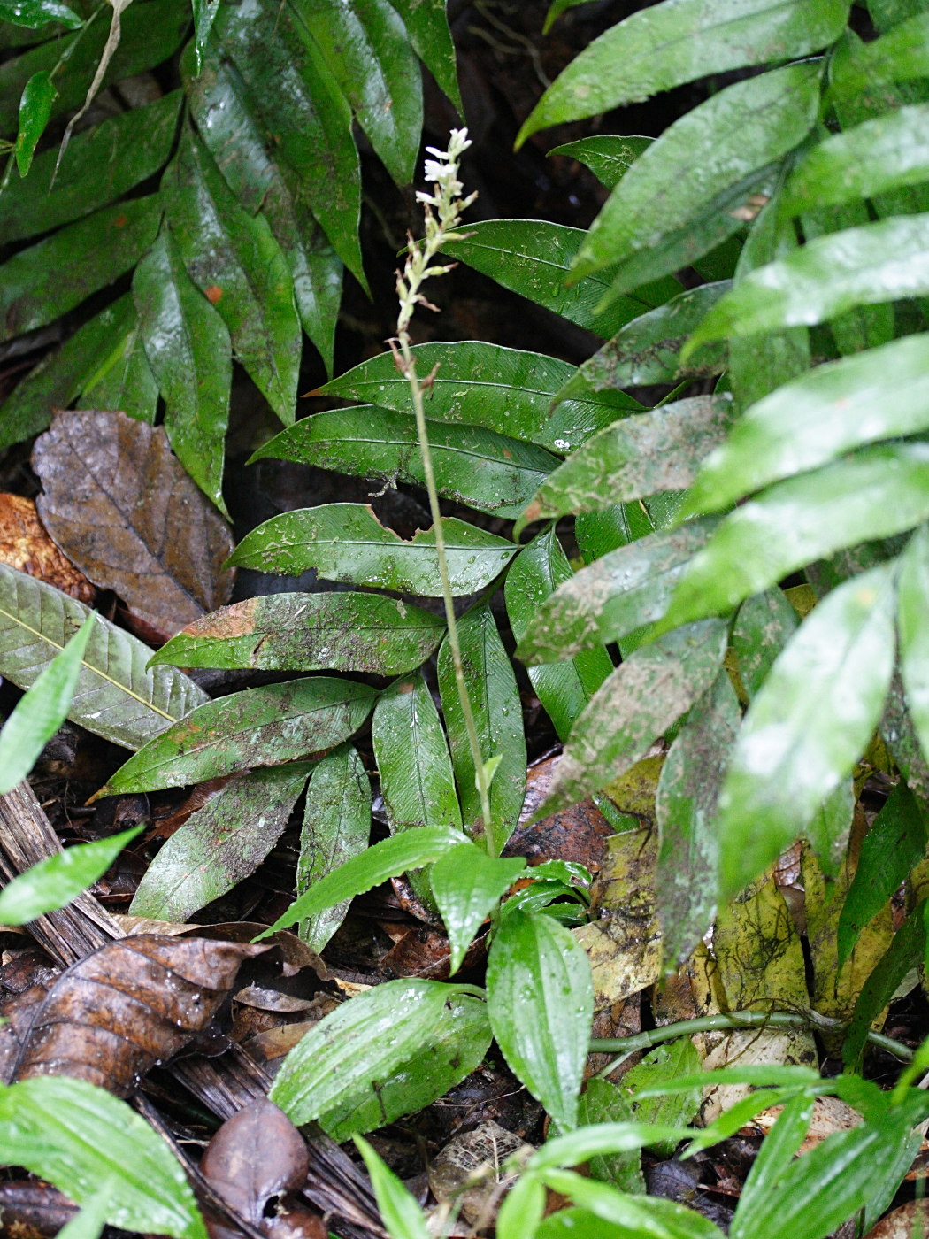 erythrodes_plantaginea1md