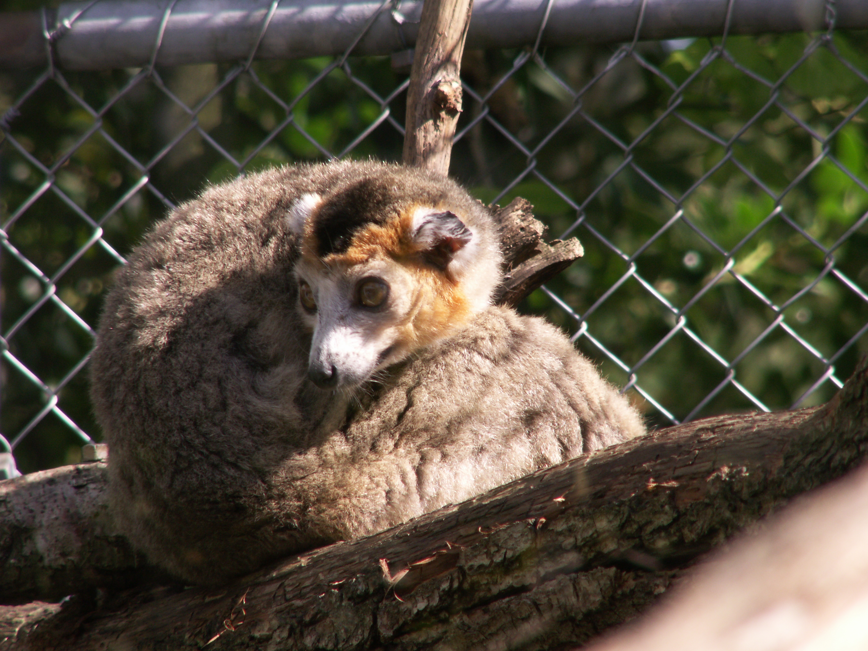 eulemur_coronatus3bd